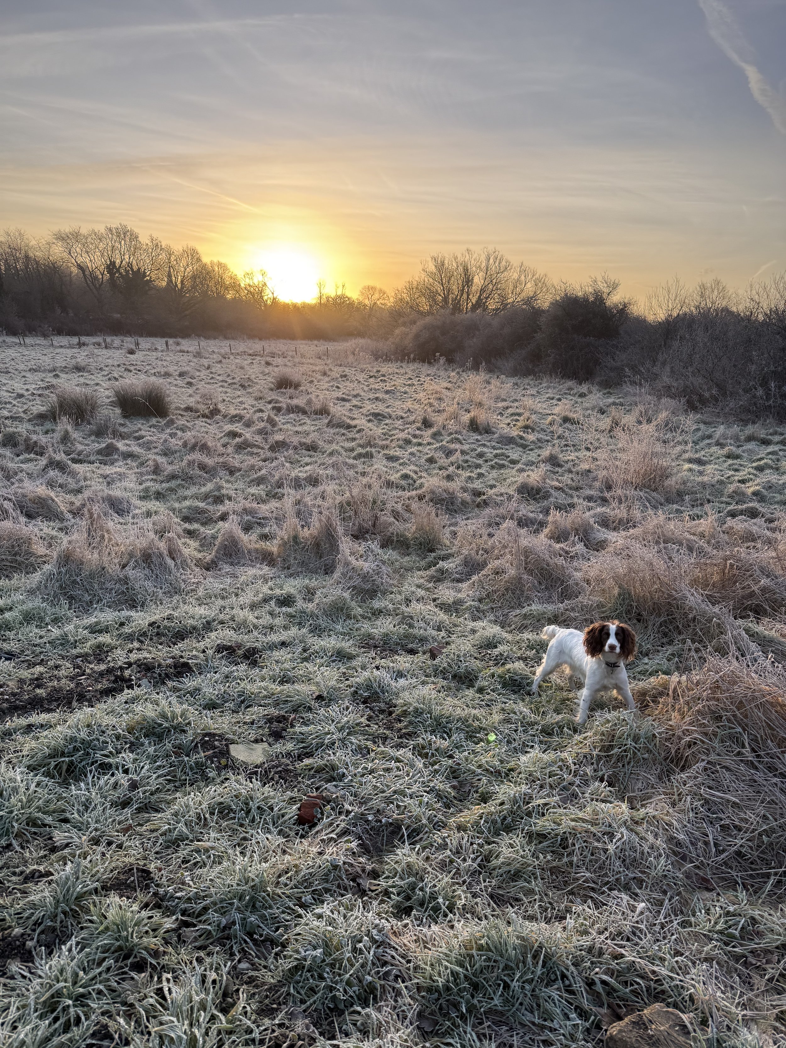 Agricultural land at sunrise in the Home Counties — potential development site