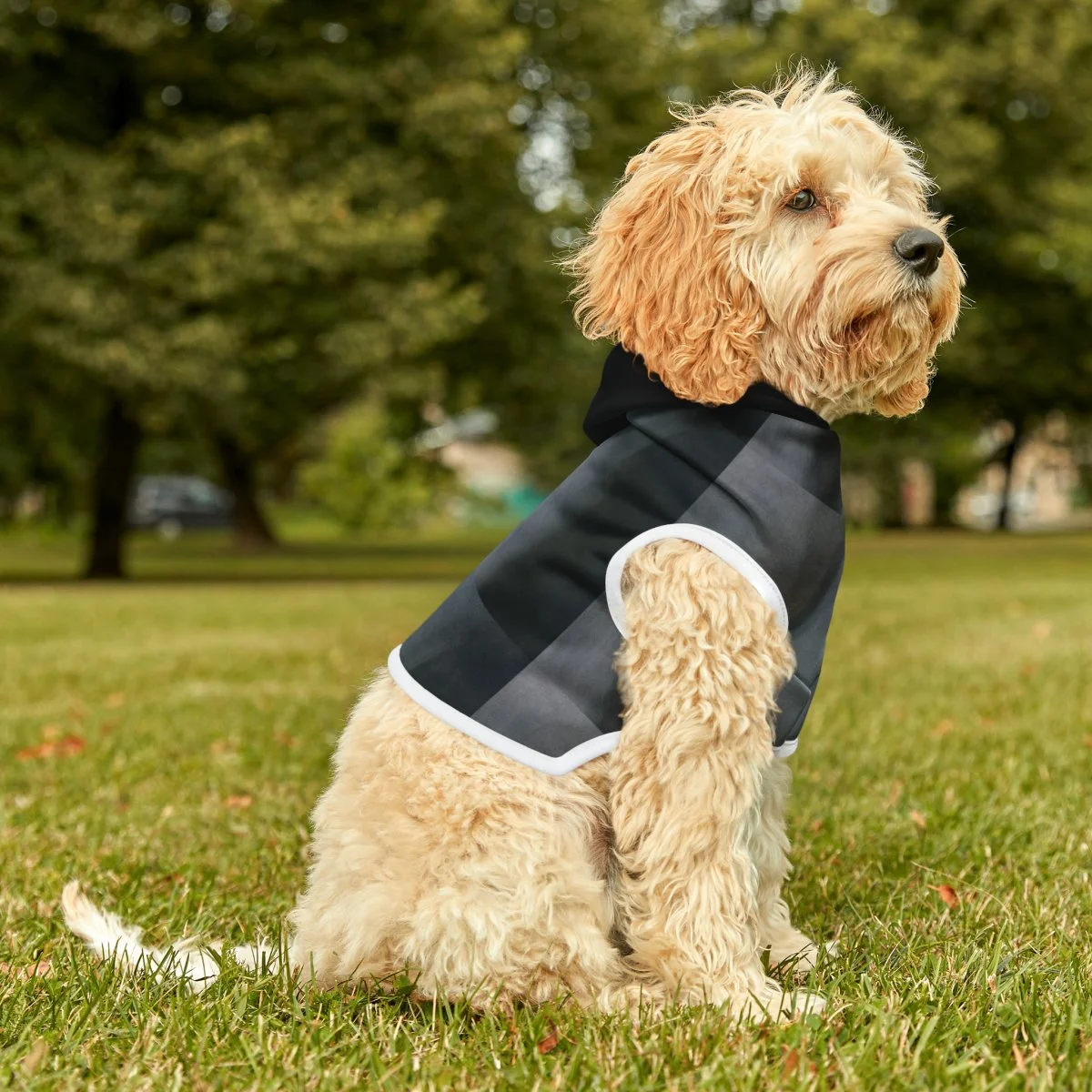 A dog with light-colored, fluffy fur, sitting outdoors on grass, wearing a black and gray checkered jacket with white trim.
