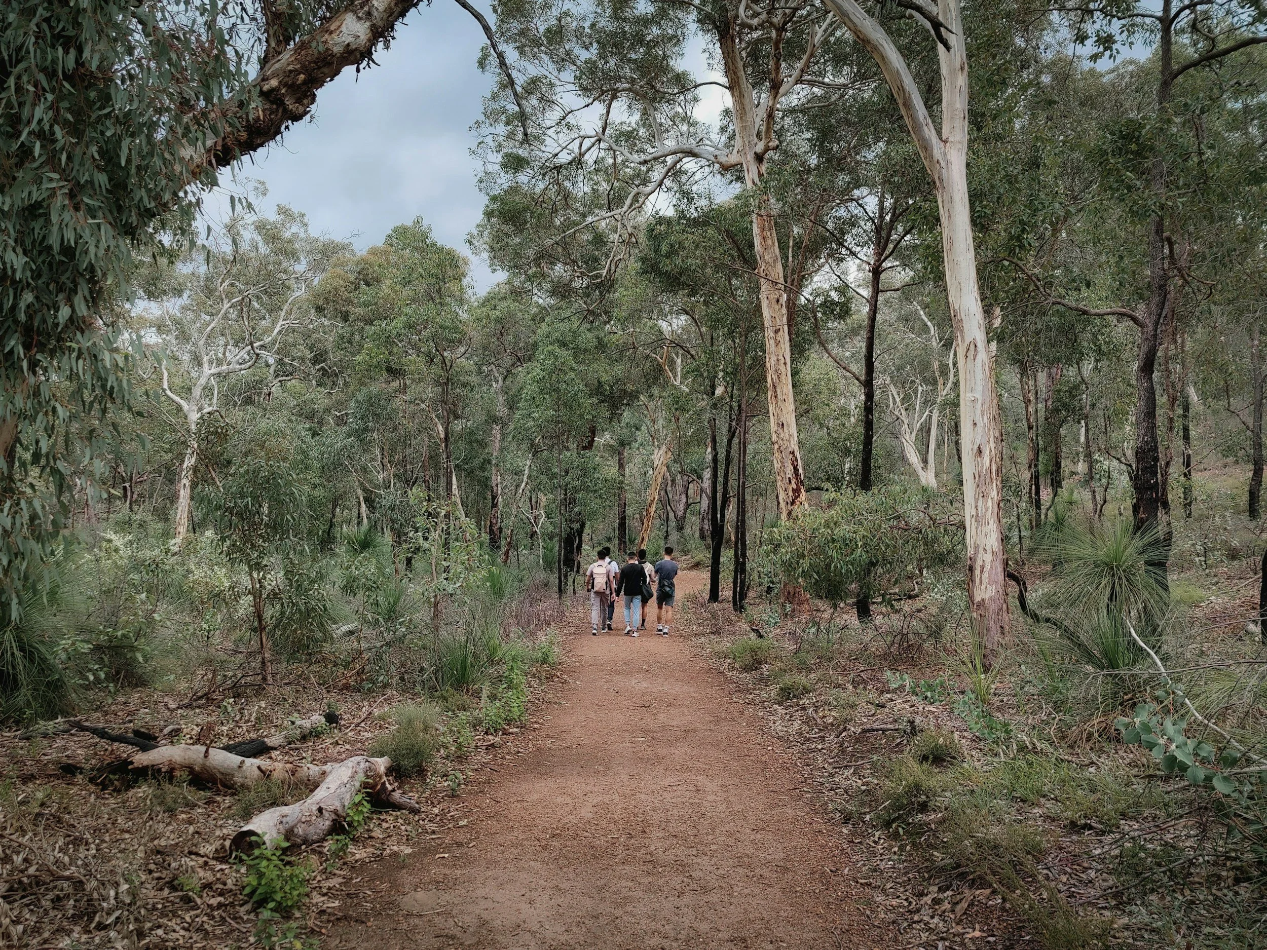 A group of four people, wearing backpacks, walking on a dirt trail through a forest with tall eucalyptus trees.