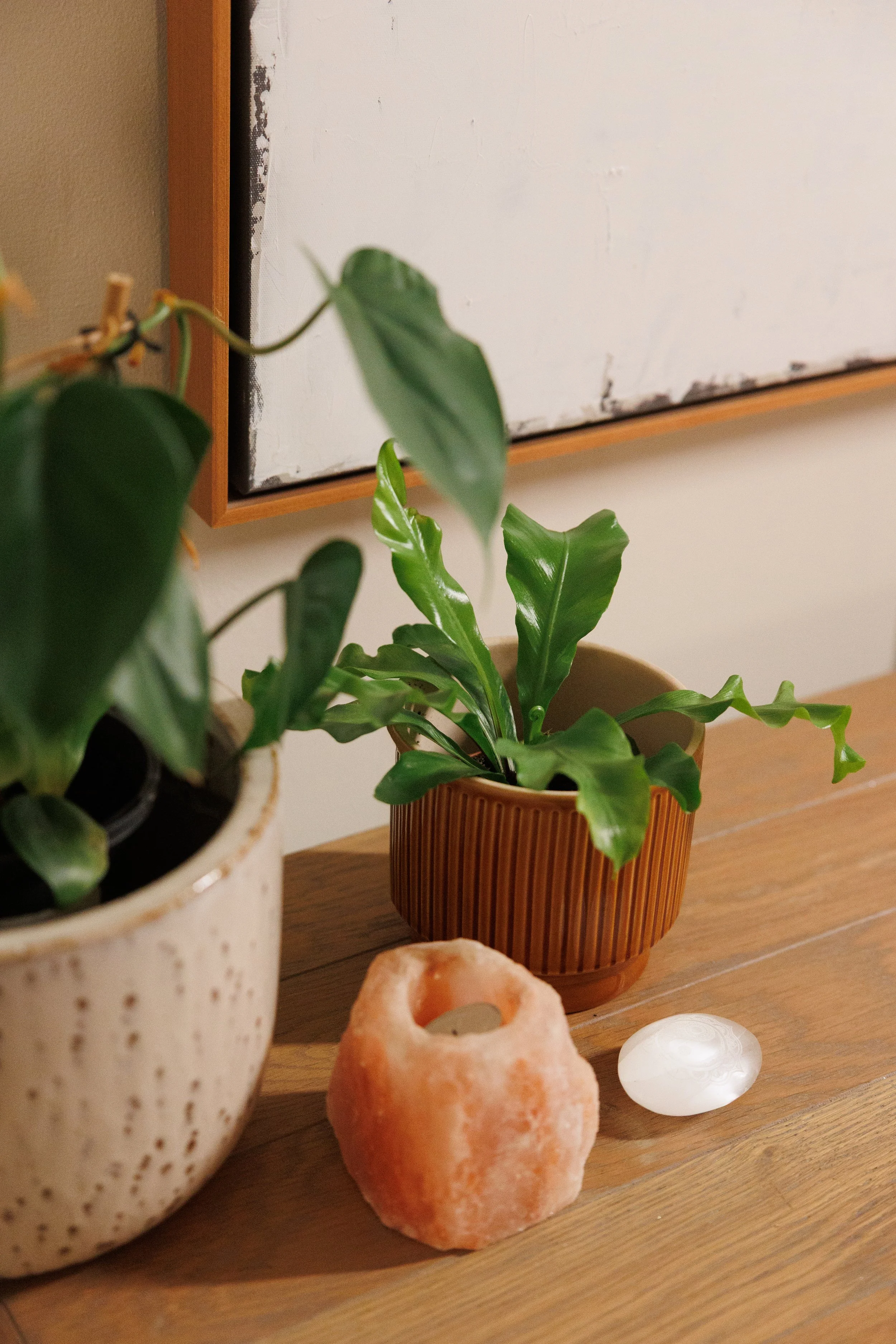 Close-up photo of two potted plants on a wooden surface, with salt and pepper shakers, a salt lamp, a round white object, and a salt rock in the background. The plants include a green leafy plant in a ribbed brown pot and another plant in a speckled white pot.