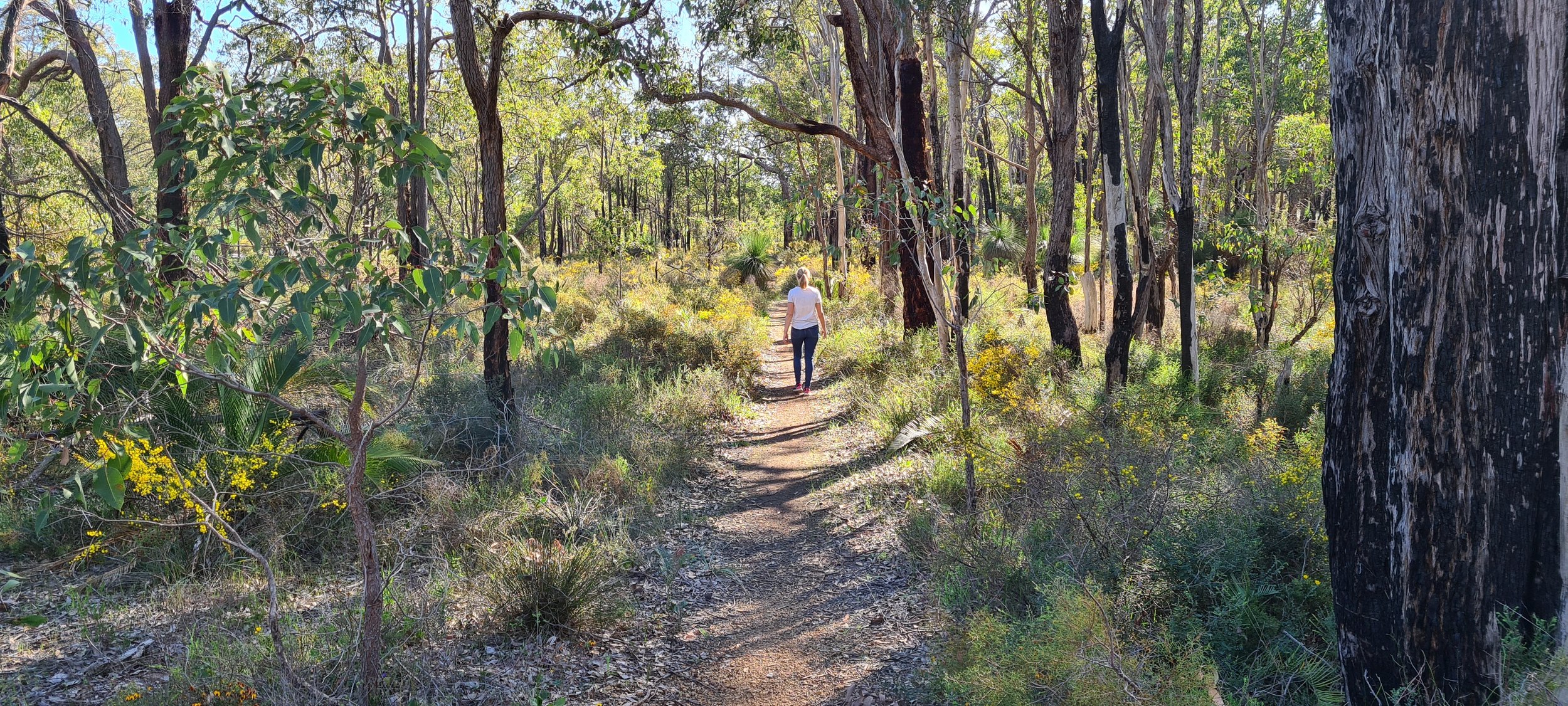 Middle aged lady walking through Australian bush with flowering yellow wattle bushes