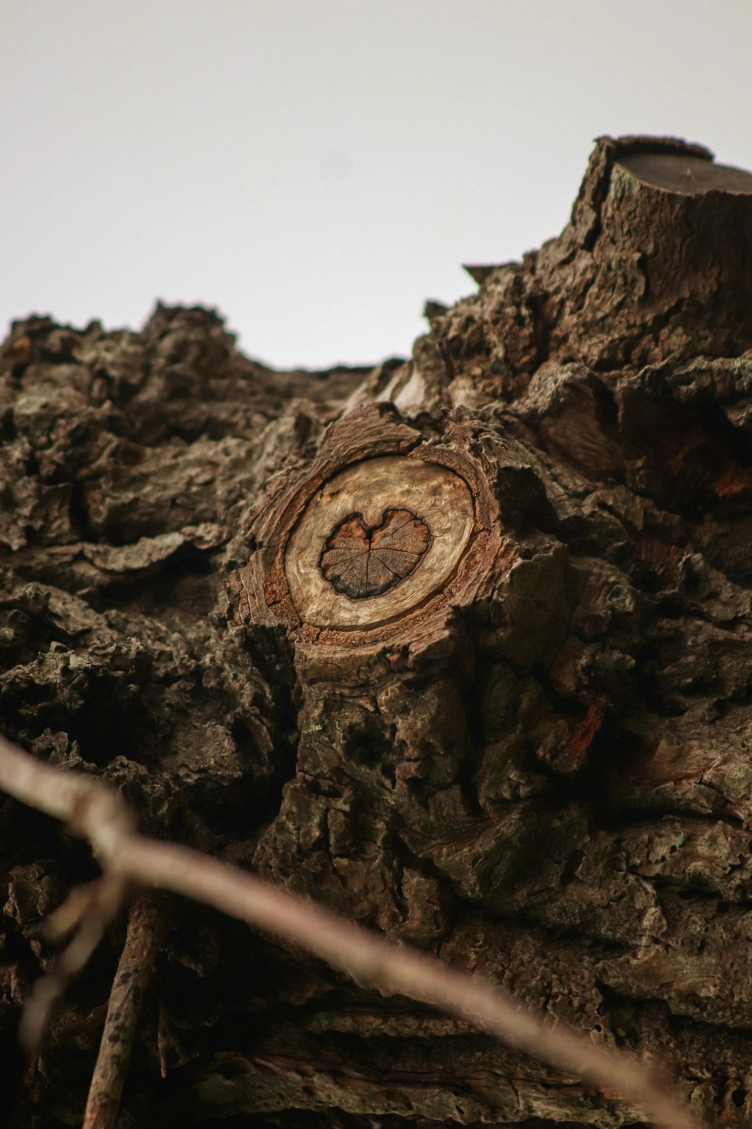 Close-up of textured tree bark with a bird's-eye view of a cut tree trunk showing concentric rings.