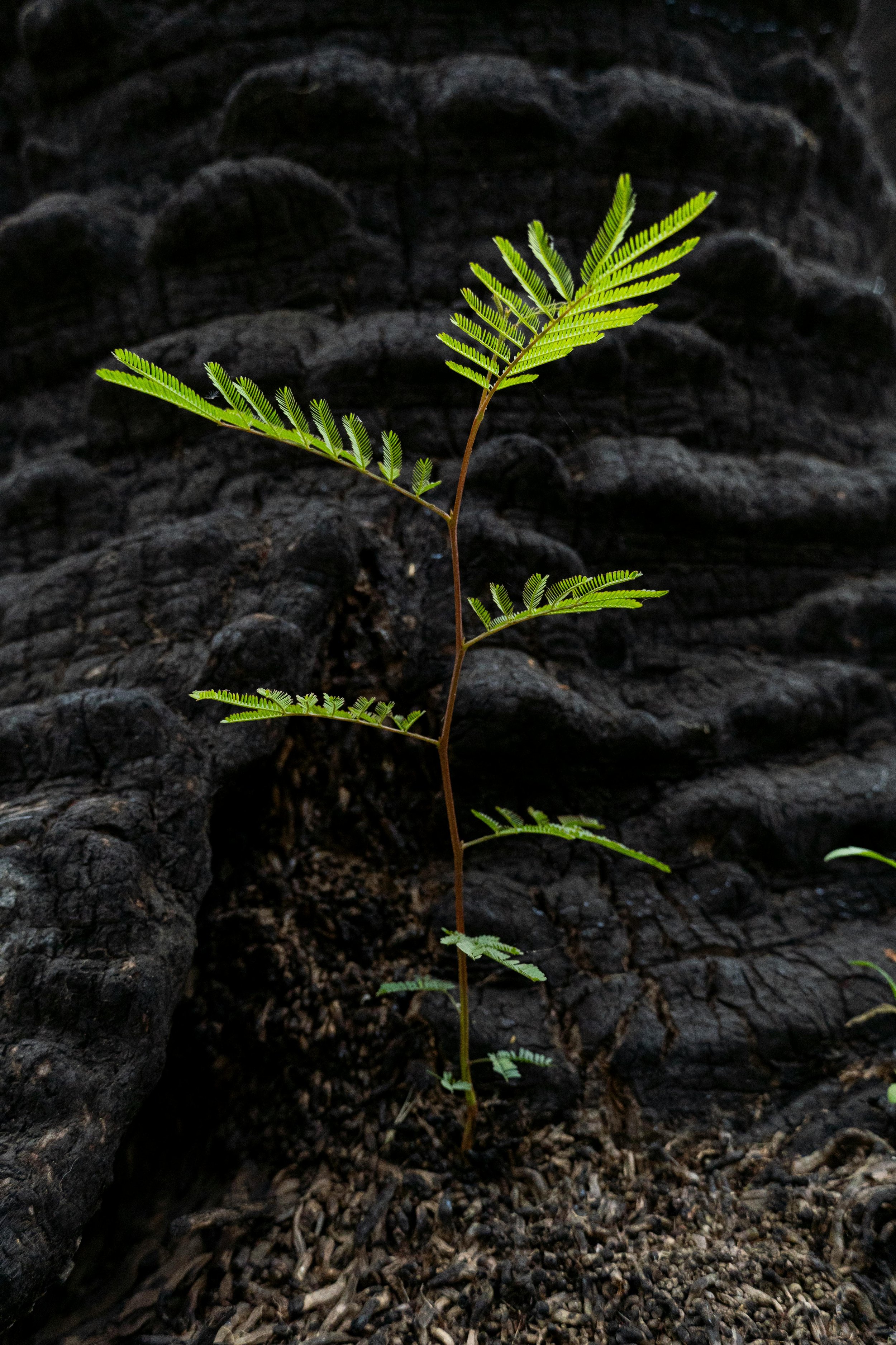 Small green fern plant growing from dark, rocky soil with volcanic rocks in background.