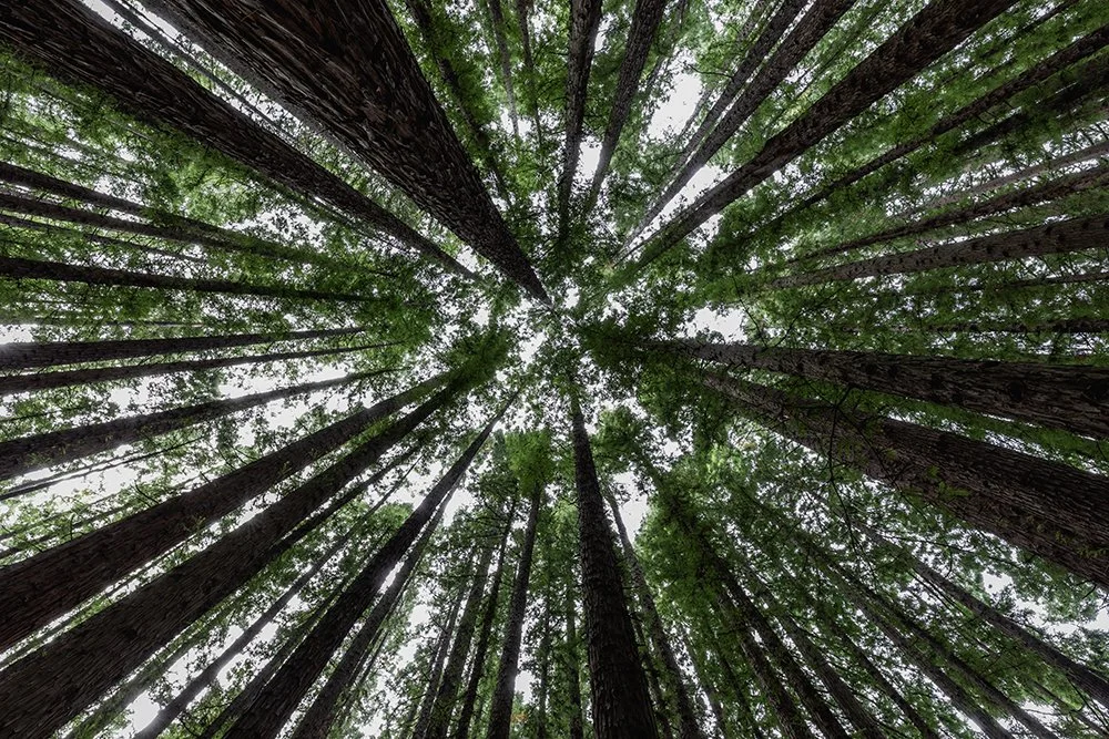 Redwoods