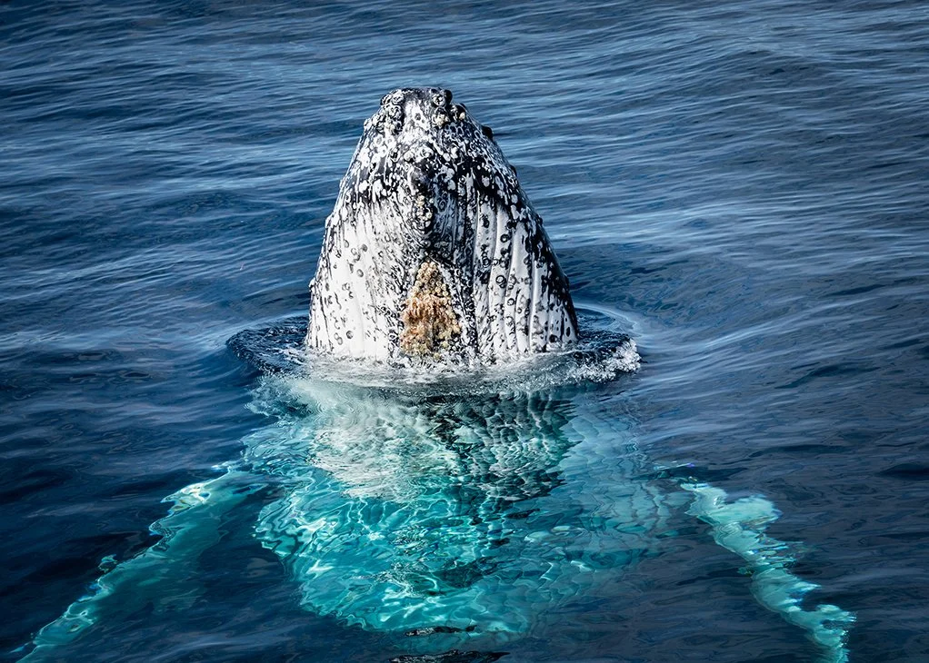 Whale Calf