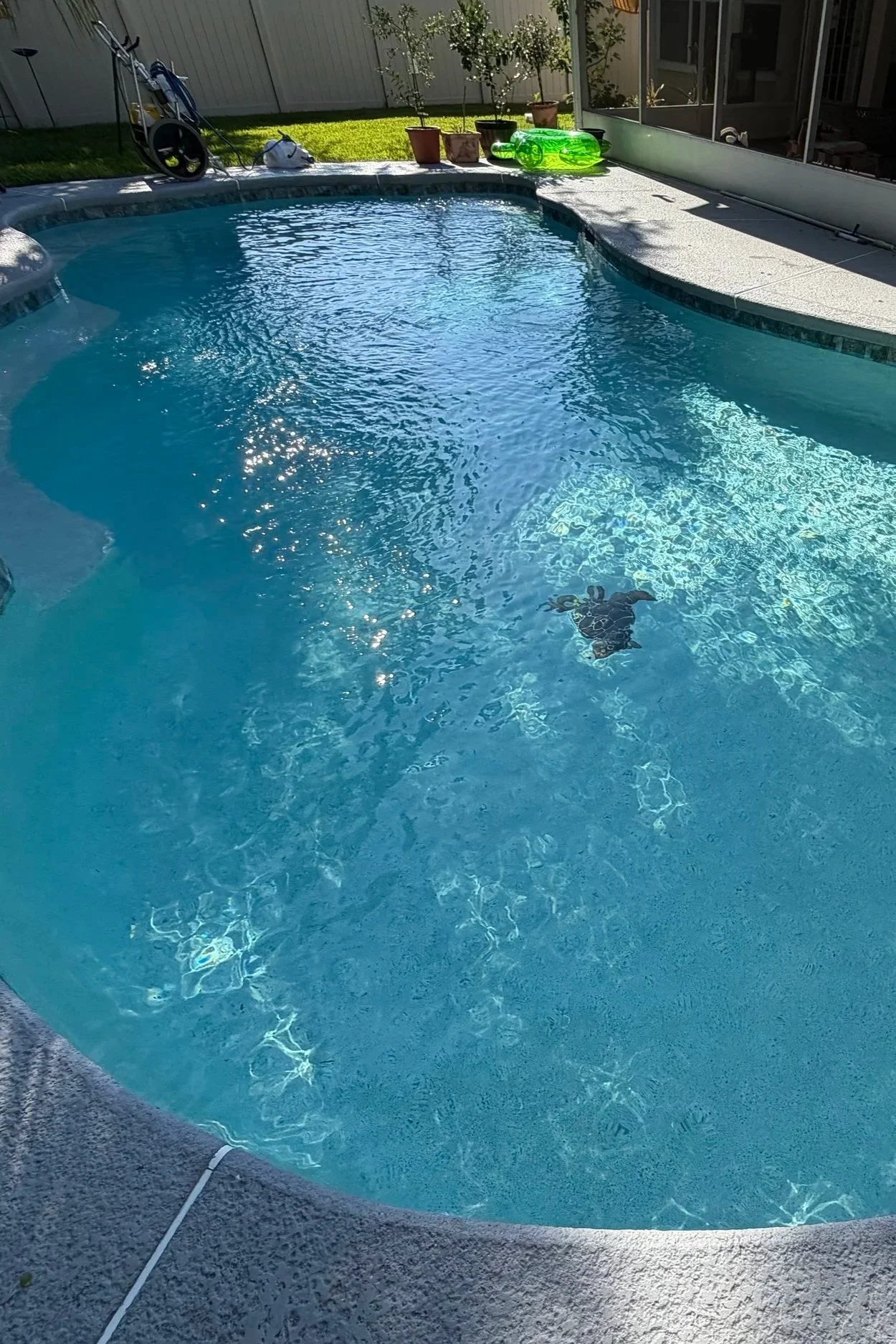 A backyard swimming pool with clear blue water, surrounded by a gray concrete deck. Potted plants and a green pool float sit on the deck, with a screened enclosure partially visible. Shadows indicate sunlight.