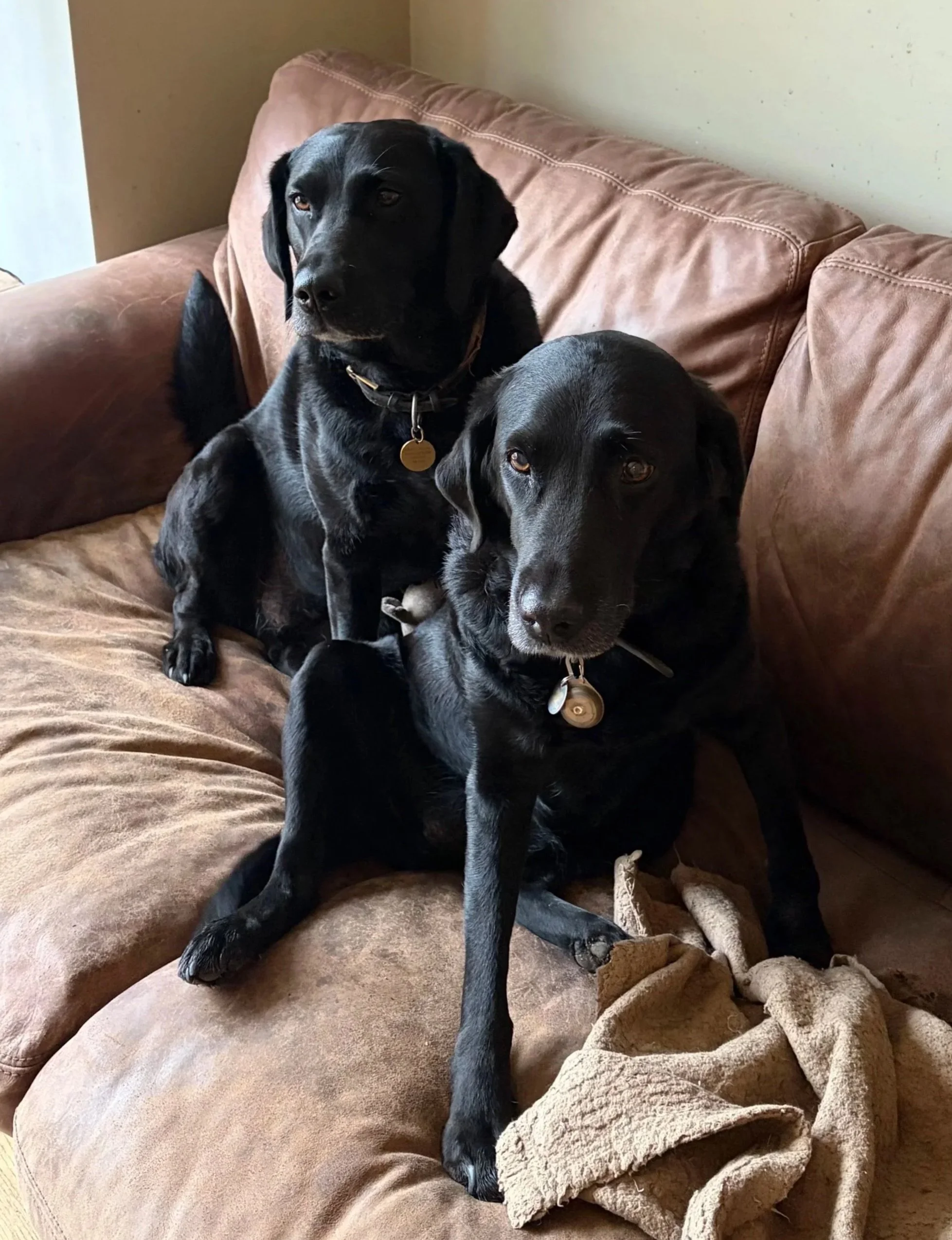 Two black dogs sitting on a brown couch, one larger and sitting upright, the other smaller and lying down, with blankets and a beige wall in the background.