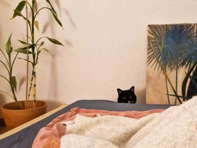 Eine Katze blickt vorsichtig über die Bettkante zum Betrachter.