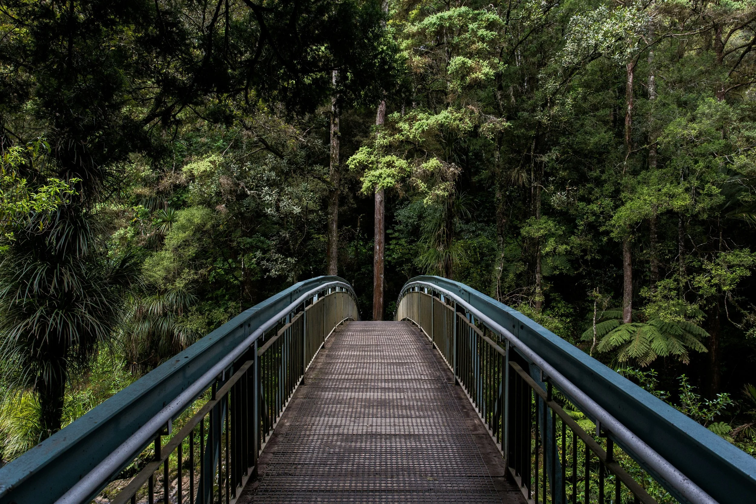 A metal bridge with railings extending into a dense green forest canopy.