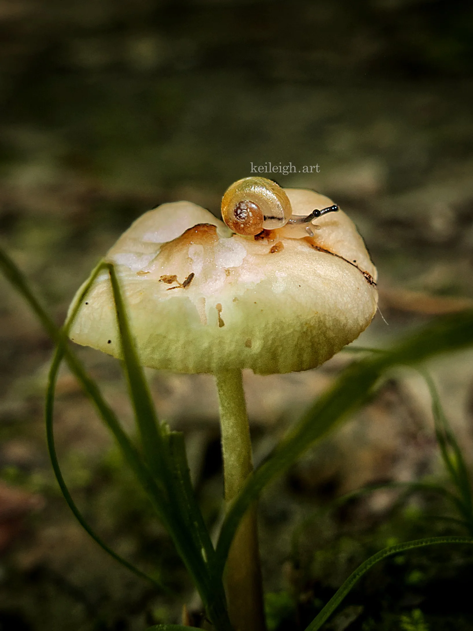 "Baby Snail Cap"