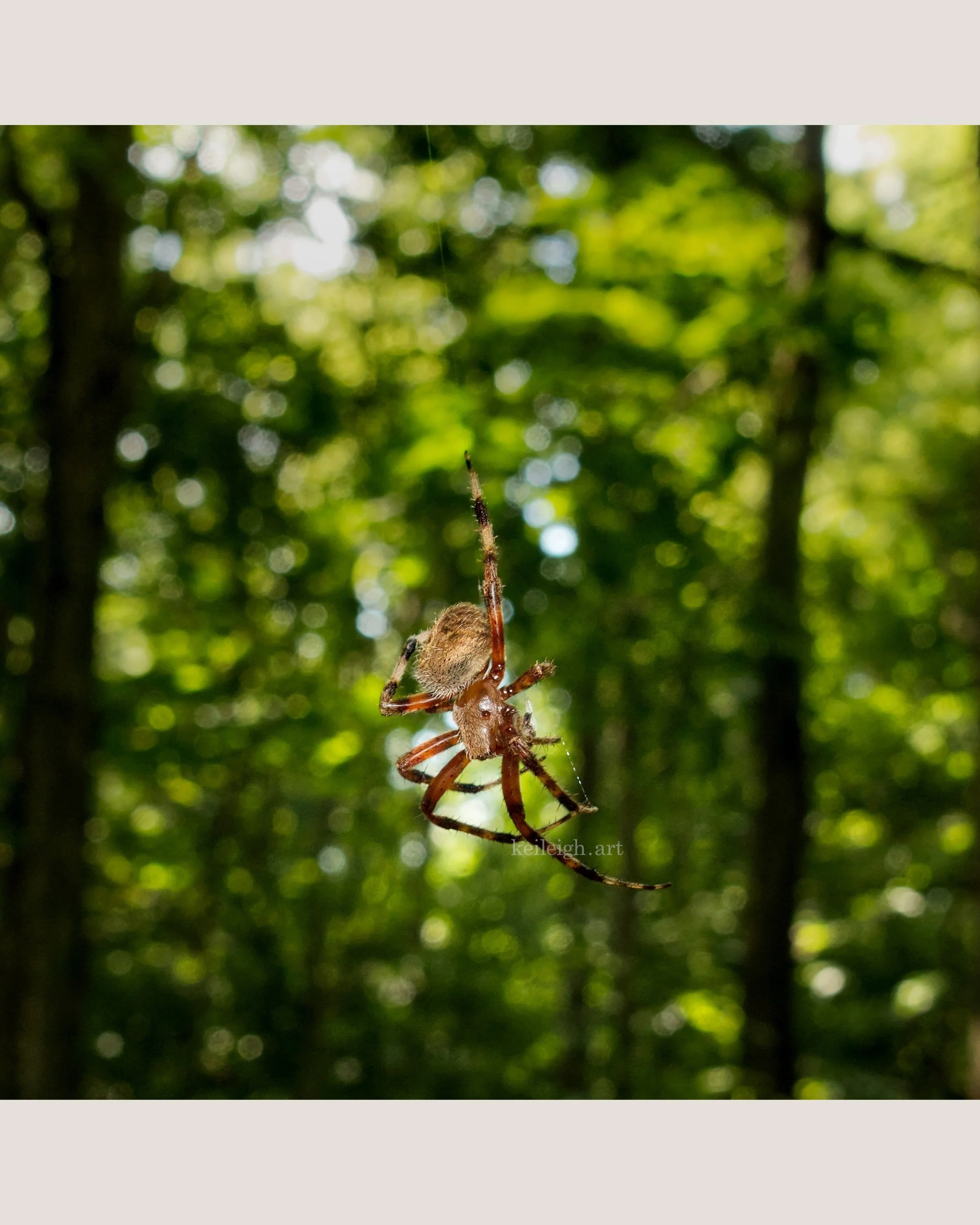 "Forest Fairy"