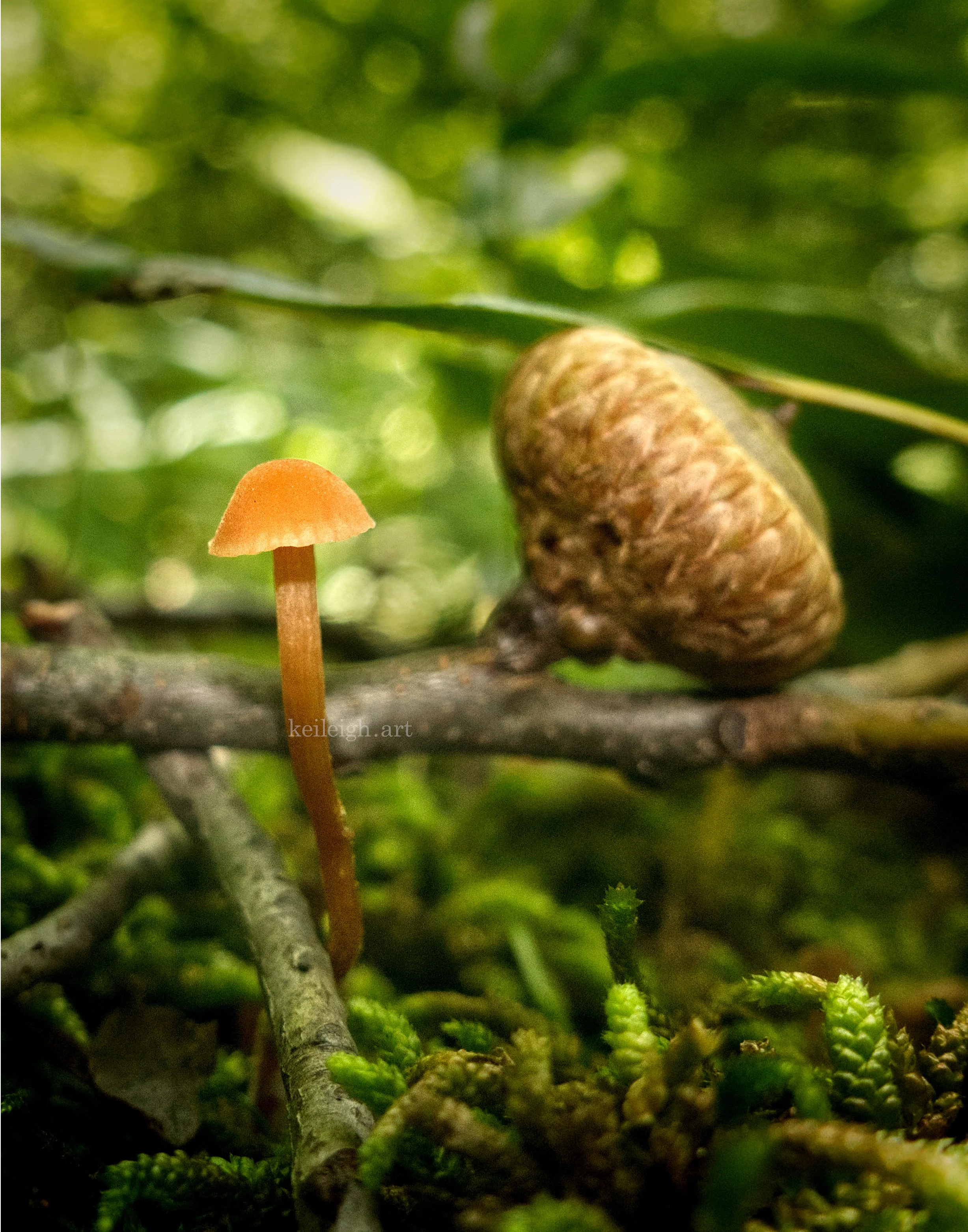 "Acorn"