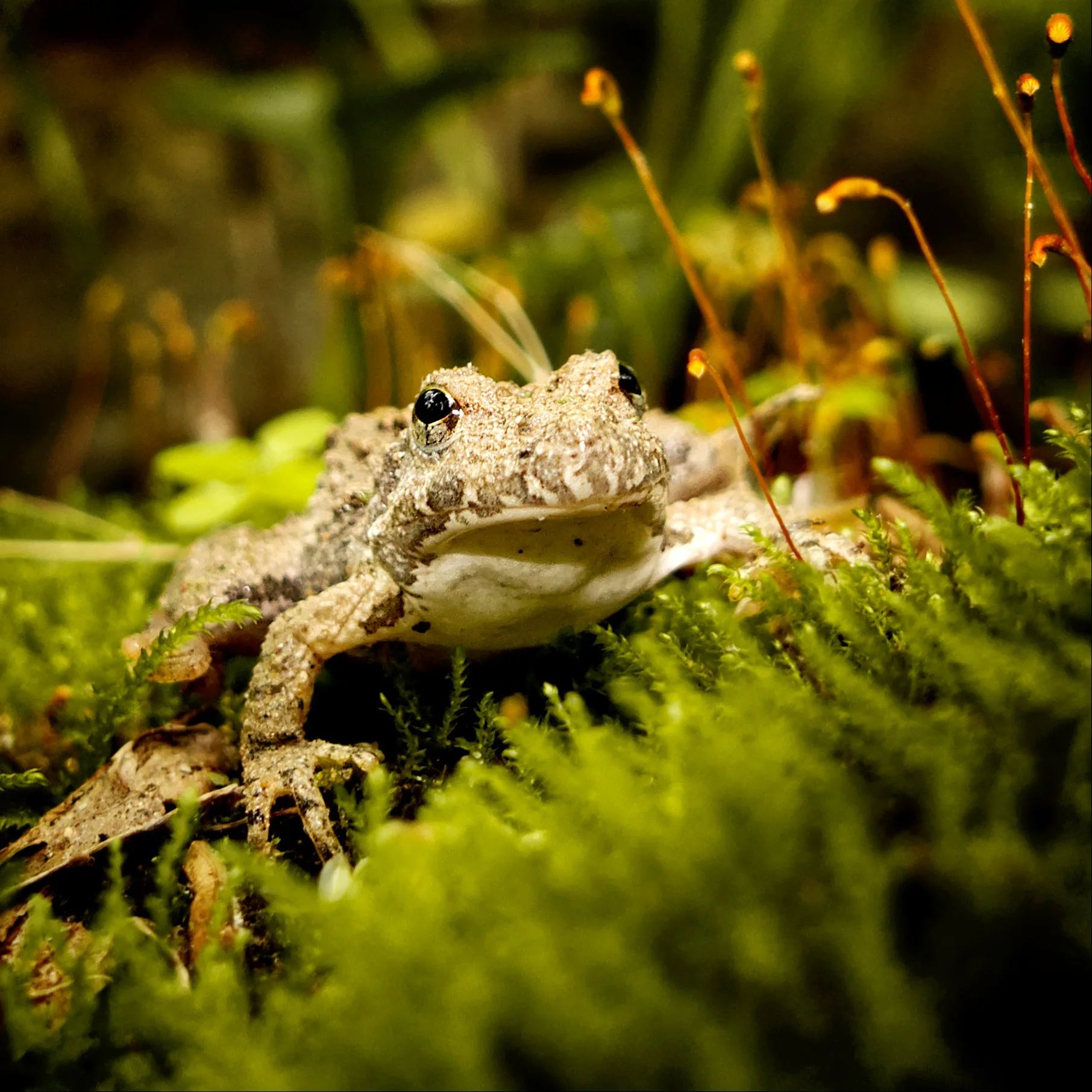 A close-up of a small frog partially hidden among green moss and tiny plants, with its head slightly above the moss surface, eyes wide open, and camouflaged body.