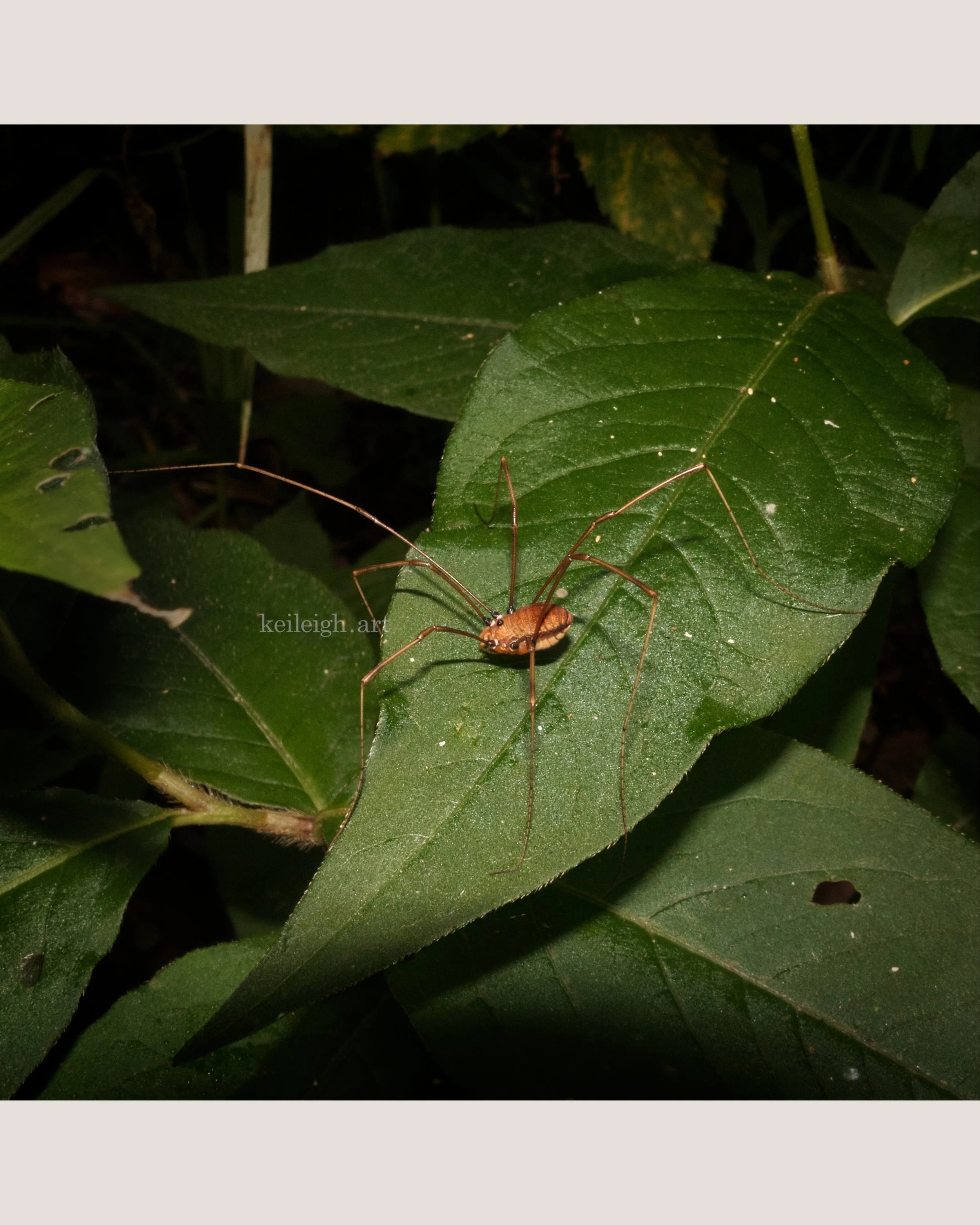 "Long Legs"