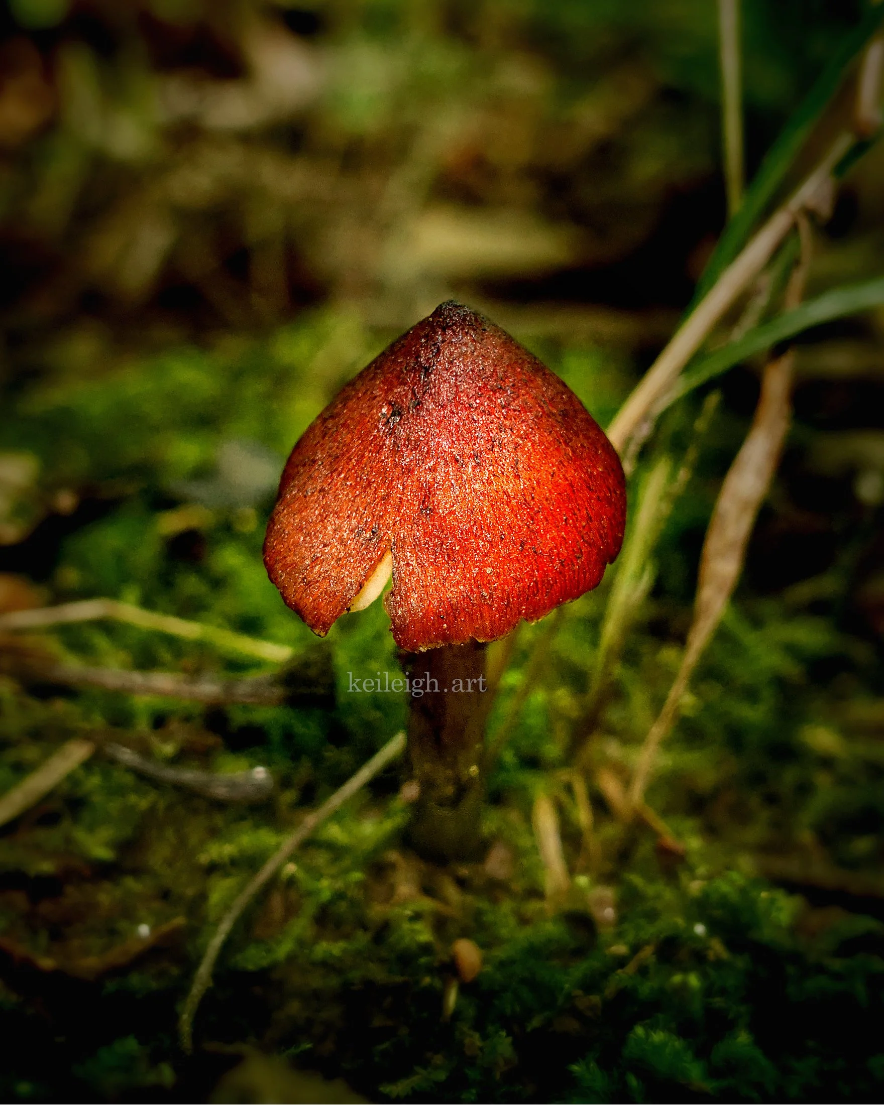 "Garden Gnome"