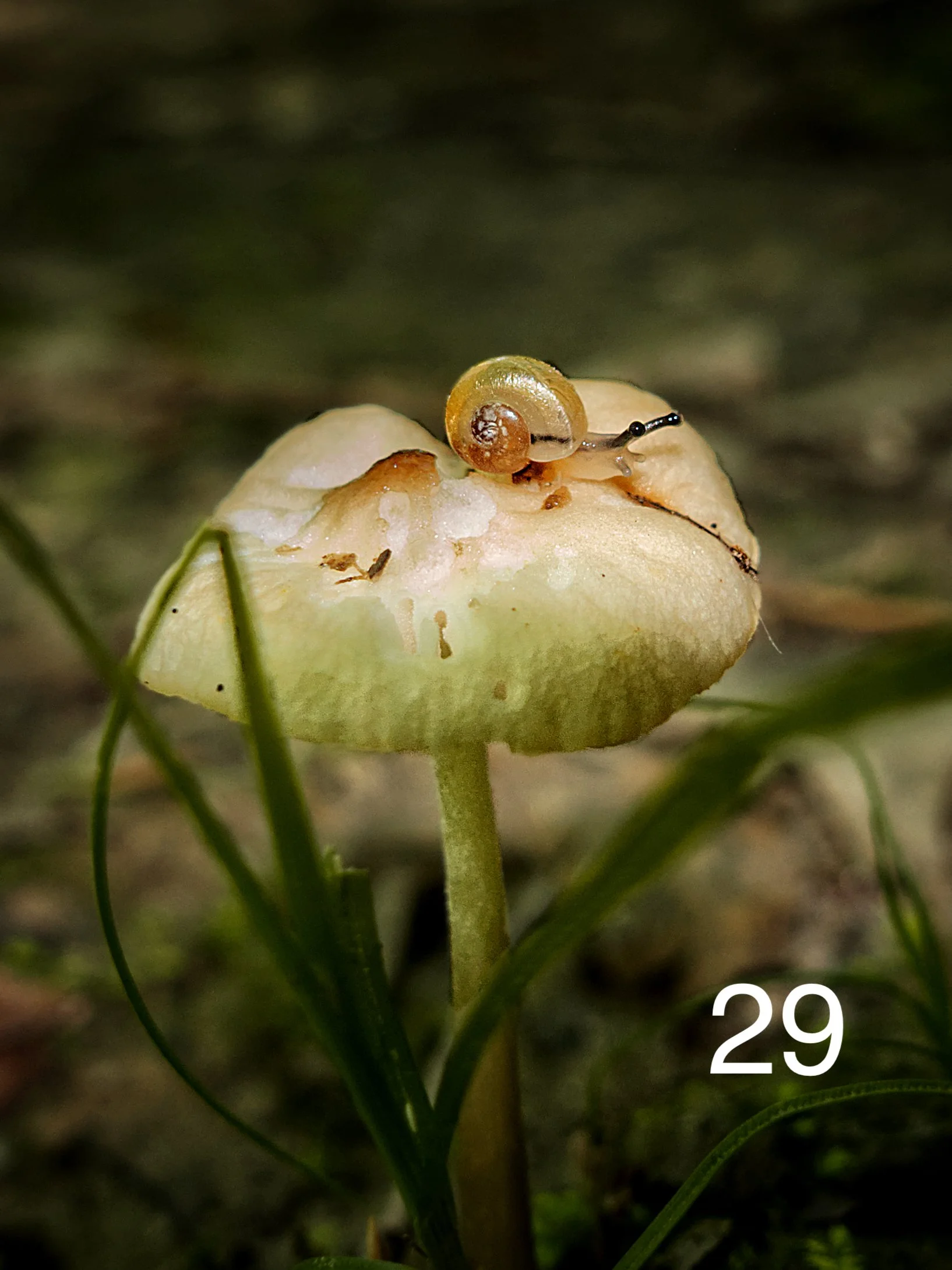 "Baby Snail Cap" Hathaway Preserve Ross Run. Wabash 6.23.25  copy.jpg