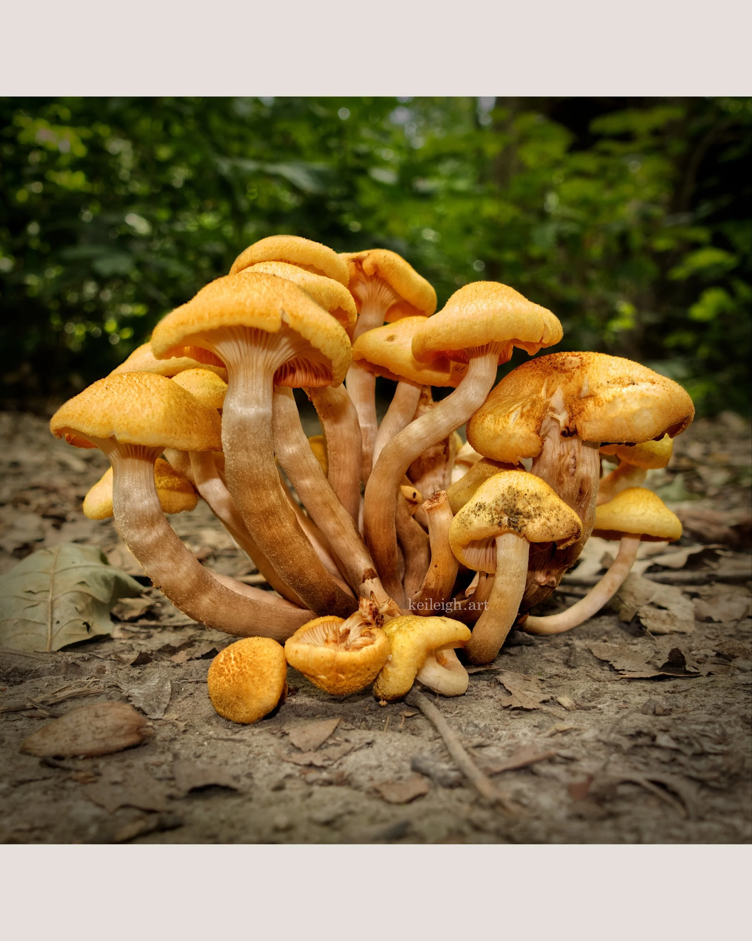 "Yellow Bunch"