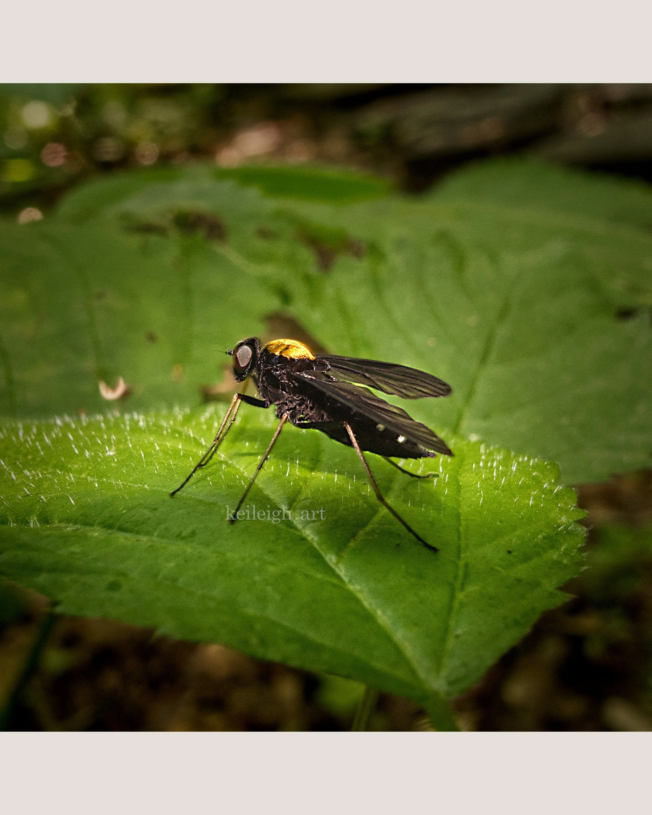 "Hornet"