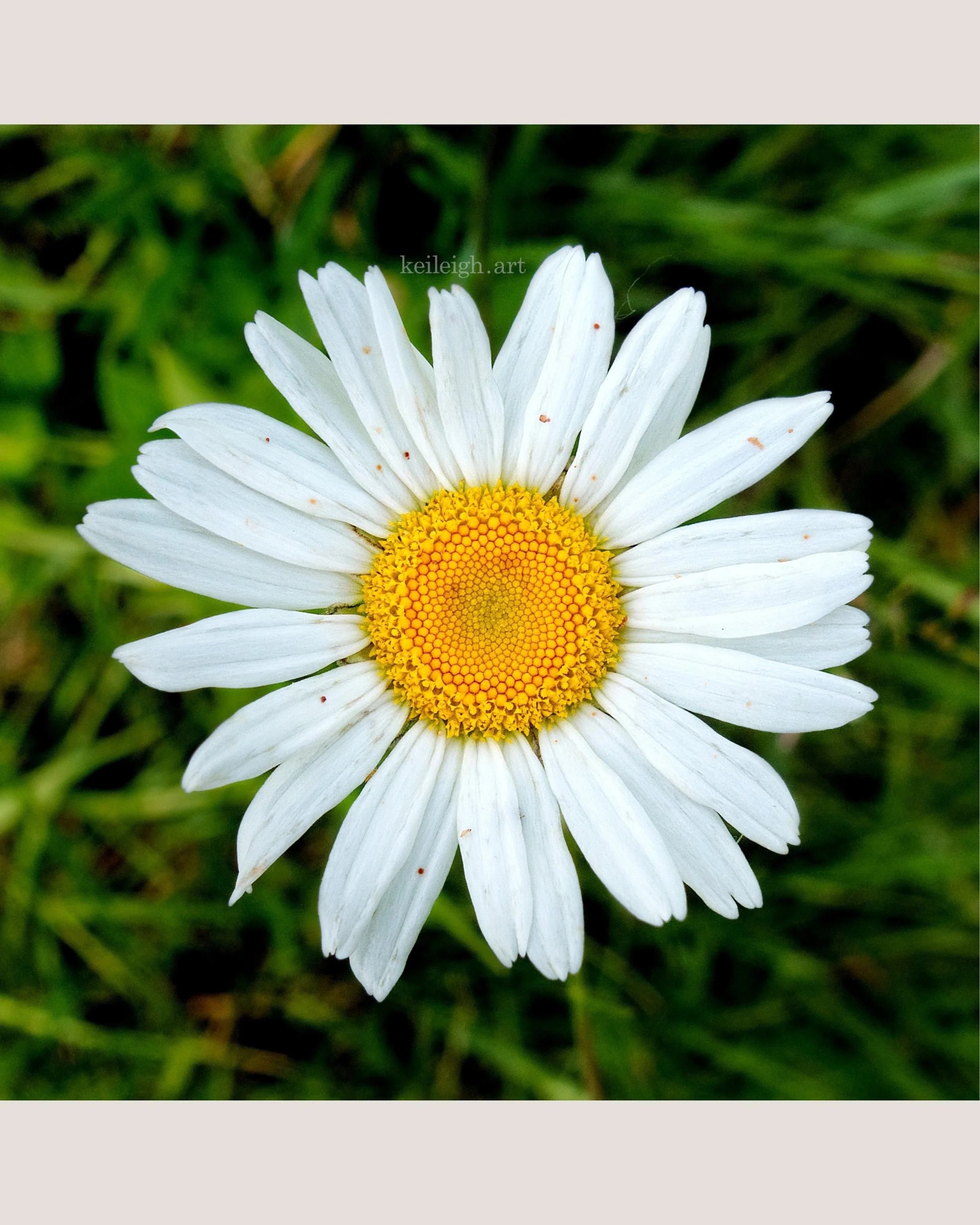 "Daisy"