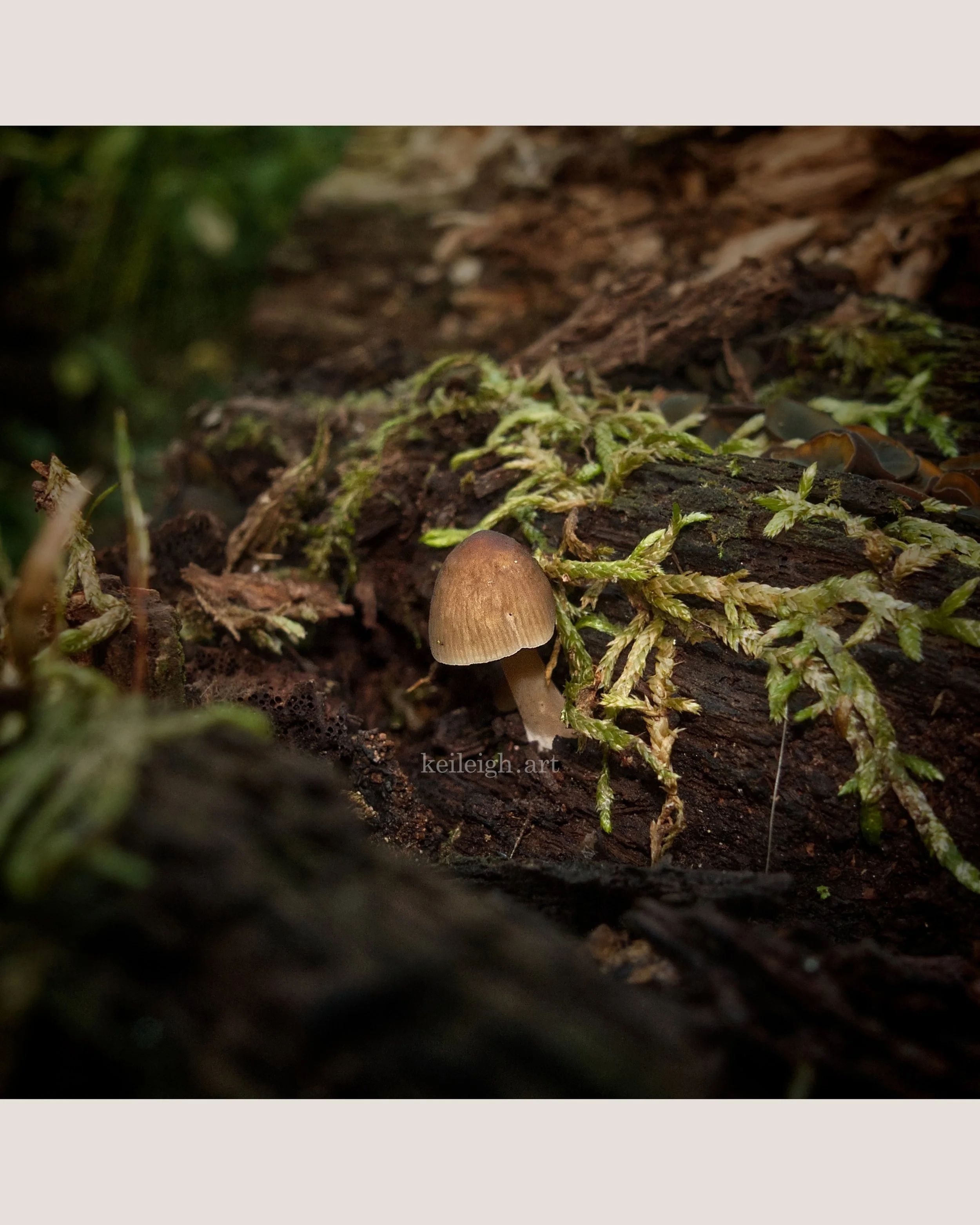 "Baby Shroom"
