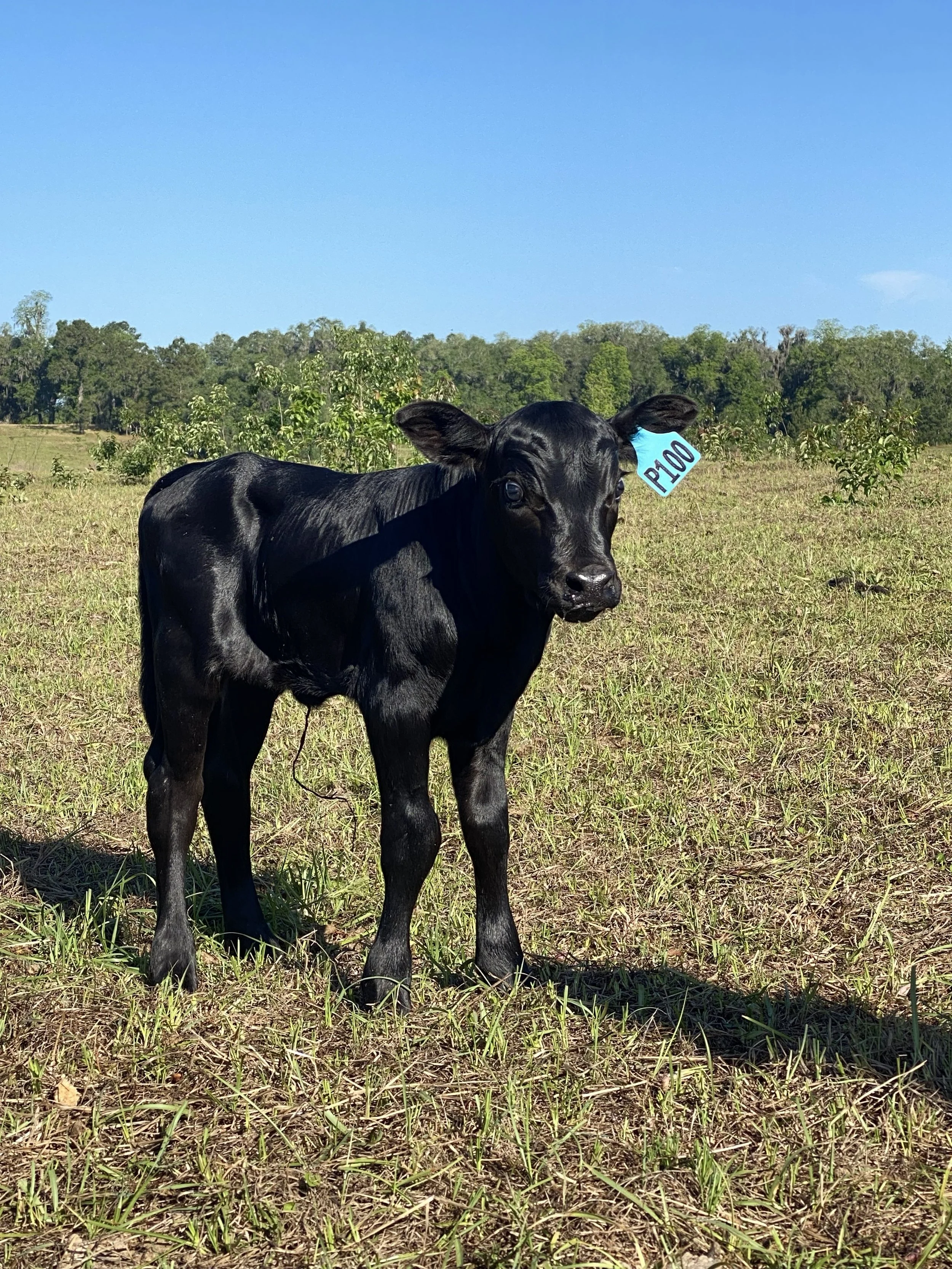 Calving Season Arrives at Ayavalla Preserve
