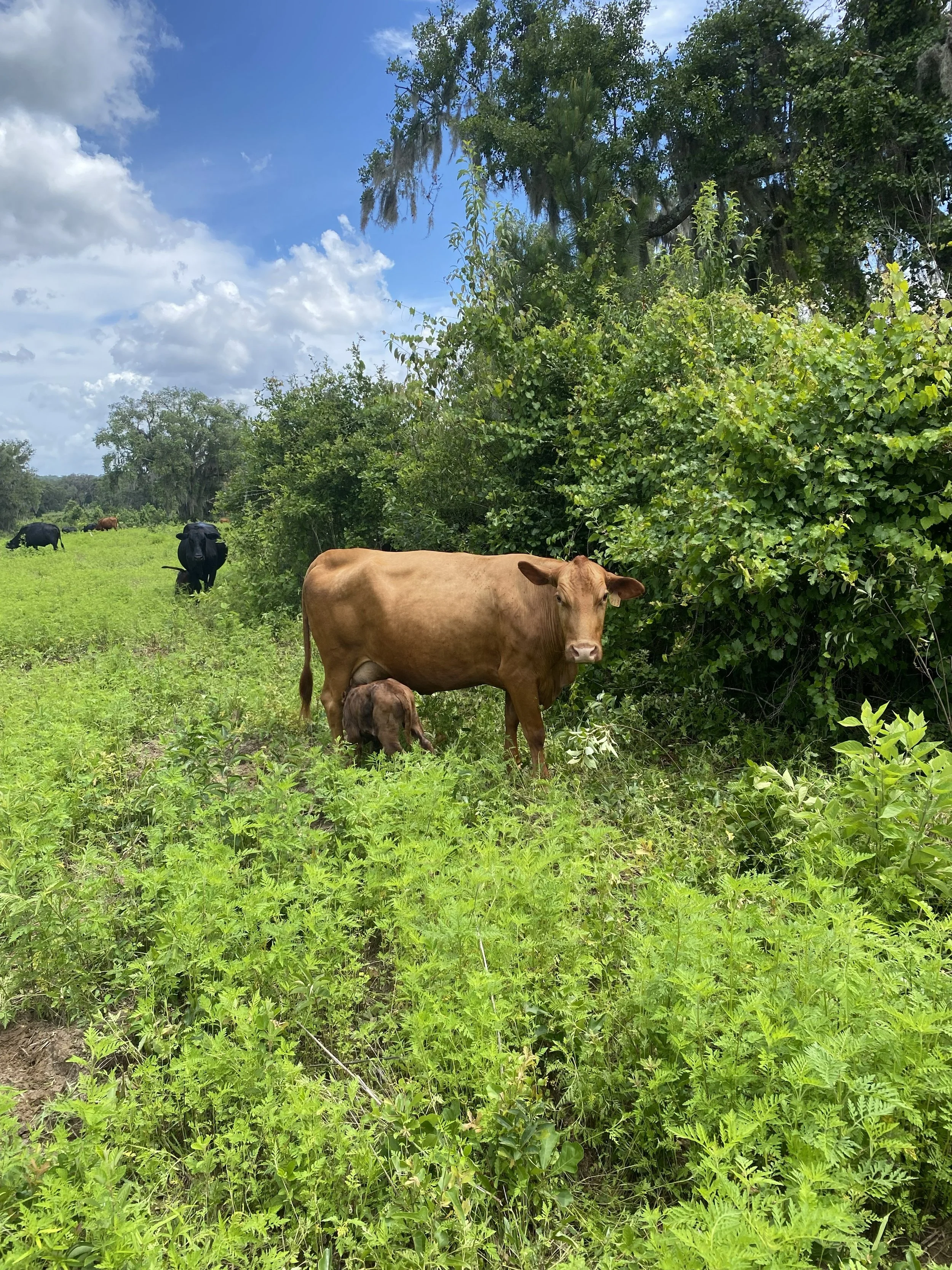 IMG_0933.jpeg