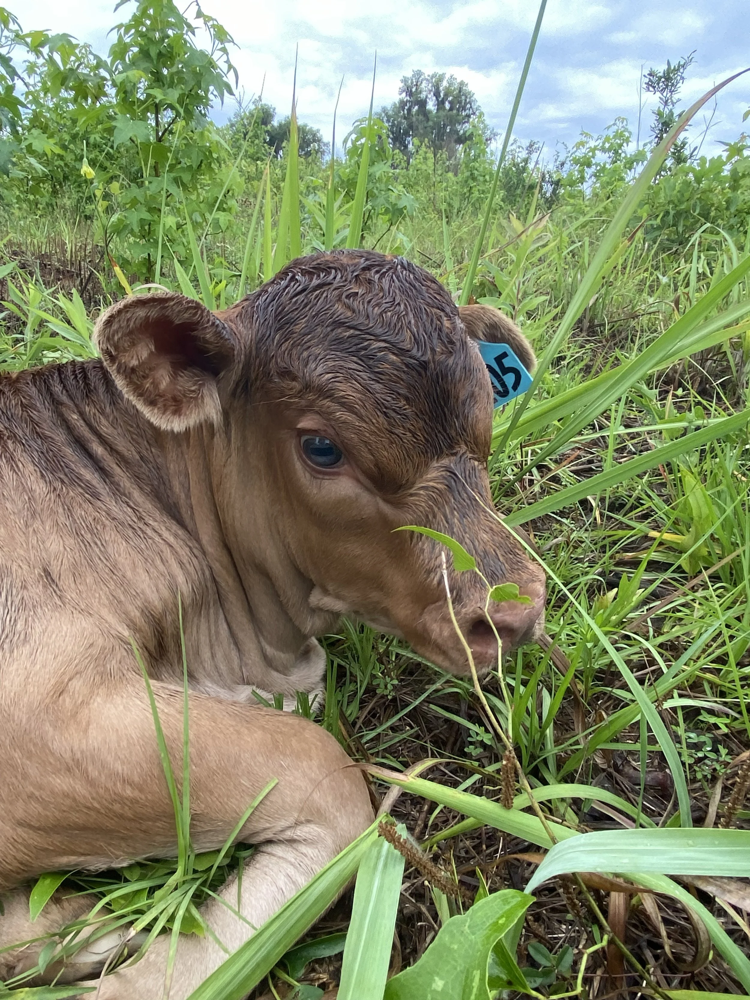 New Life at Ayavalla: Calving Season and the Future of Our Herd