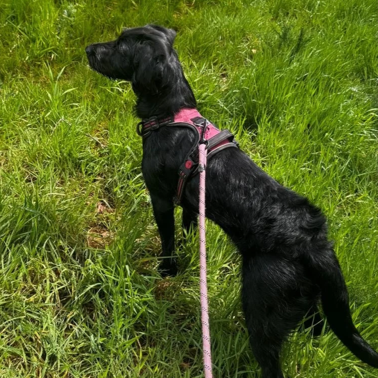 Black dog on lead in a field