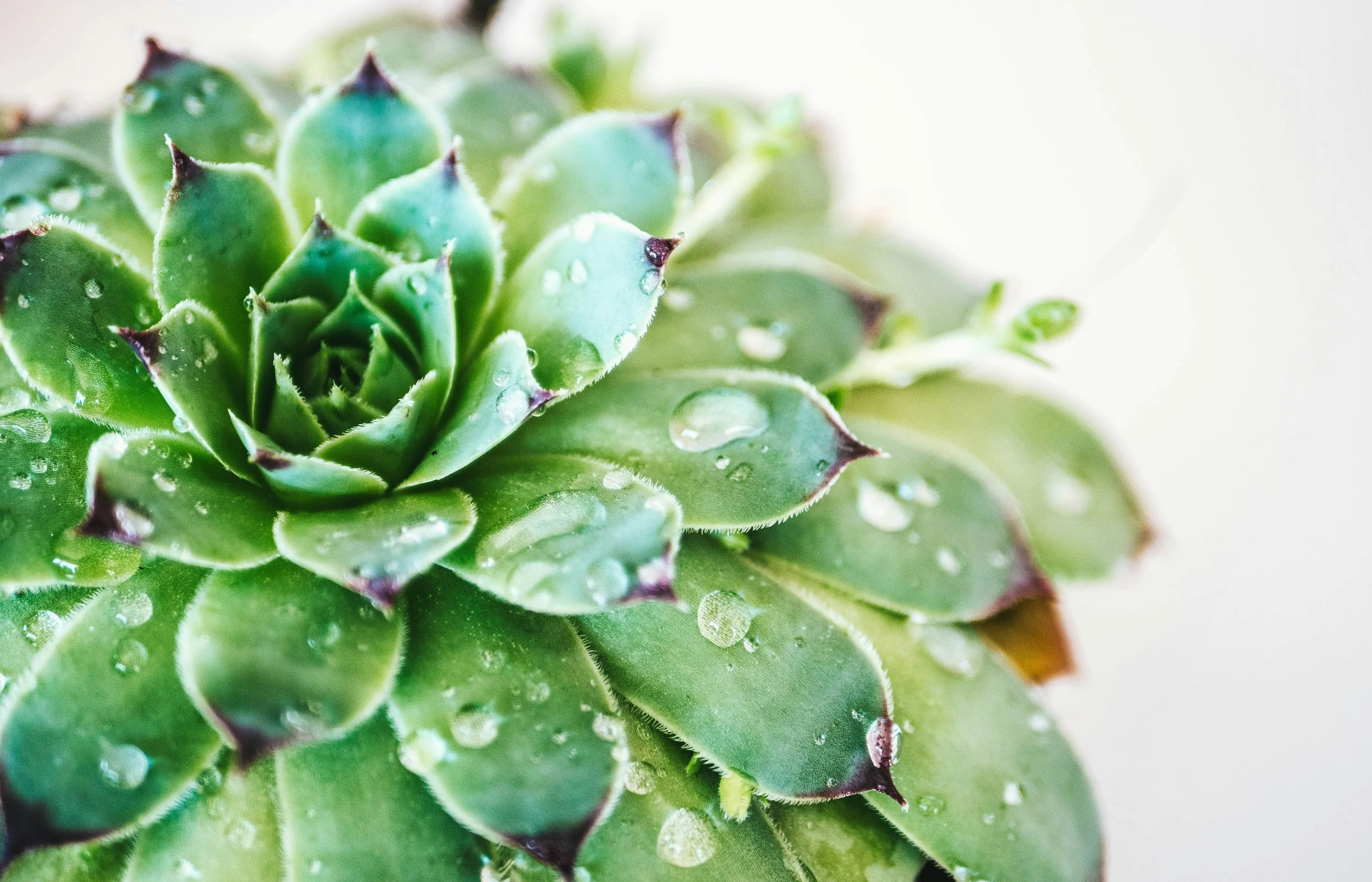 Close-up of a green succulent plant with water droplets on its fleshy, pointed leaves.