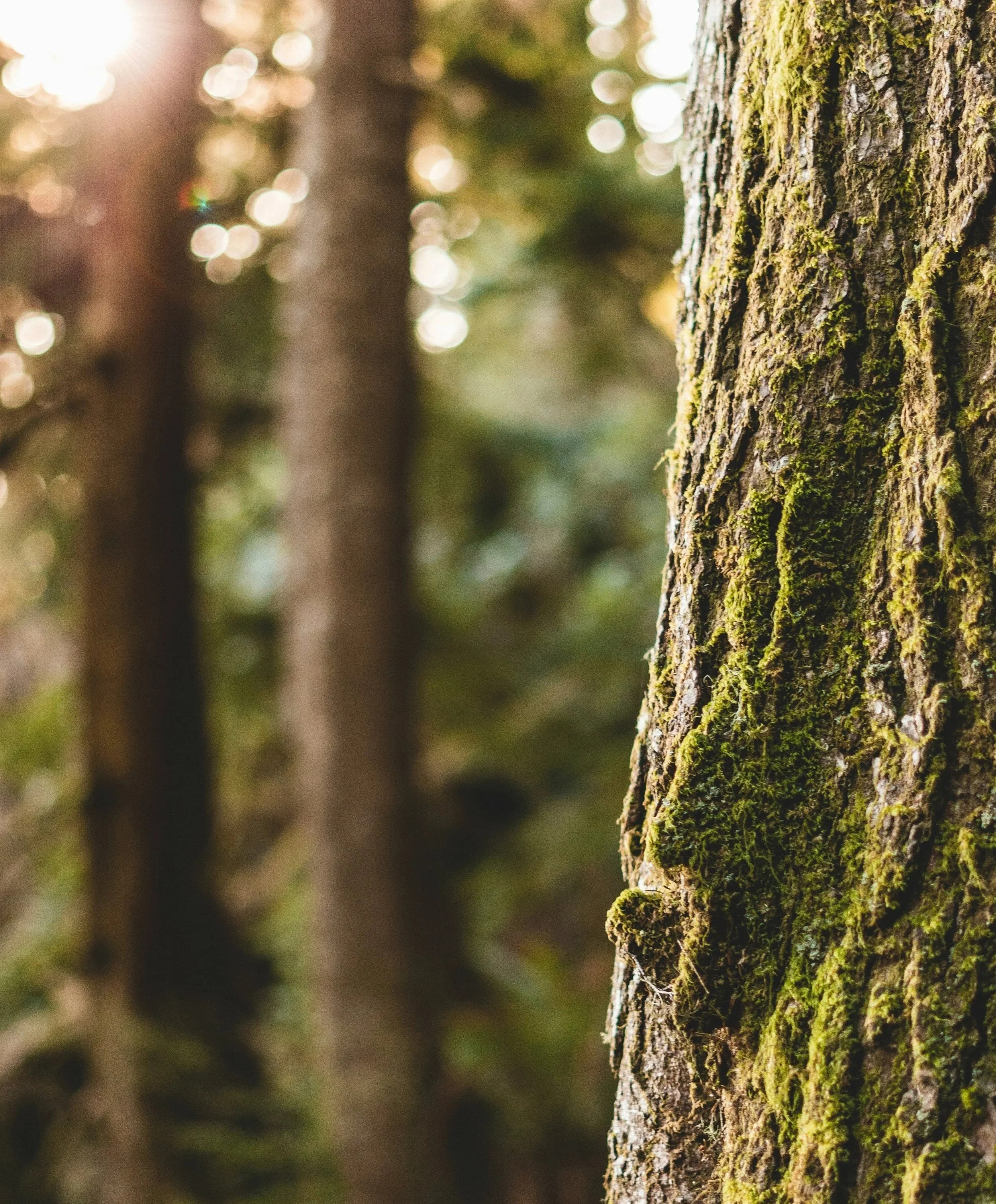 Close-up of tree bark with moss in a forest, sunlight filtering through trees in the background.