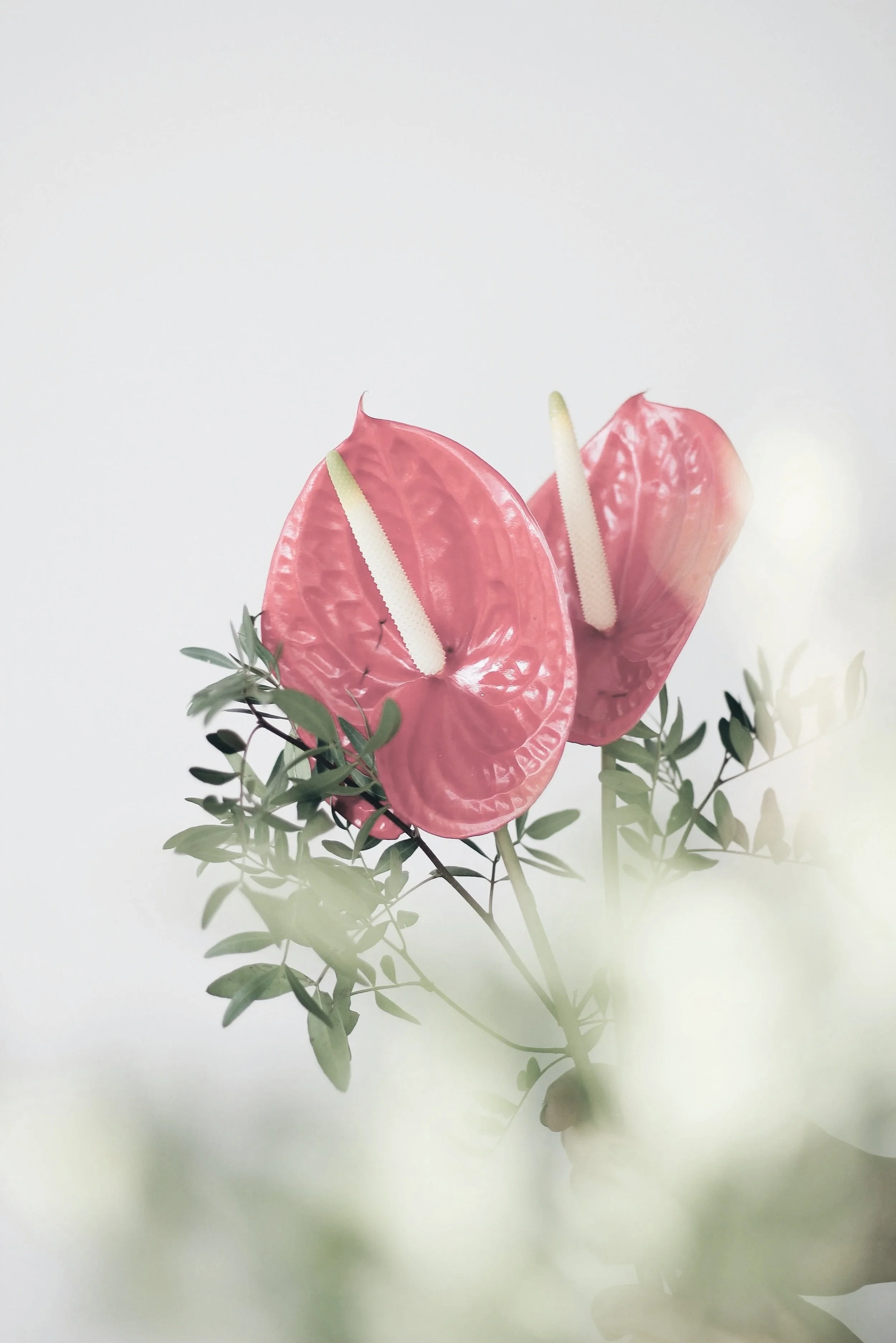 A bouquet of pink anthurium flowers with white spadices and green foliage against a plain white background.