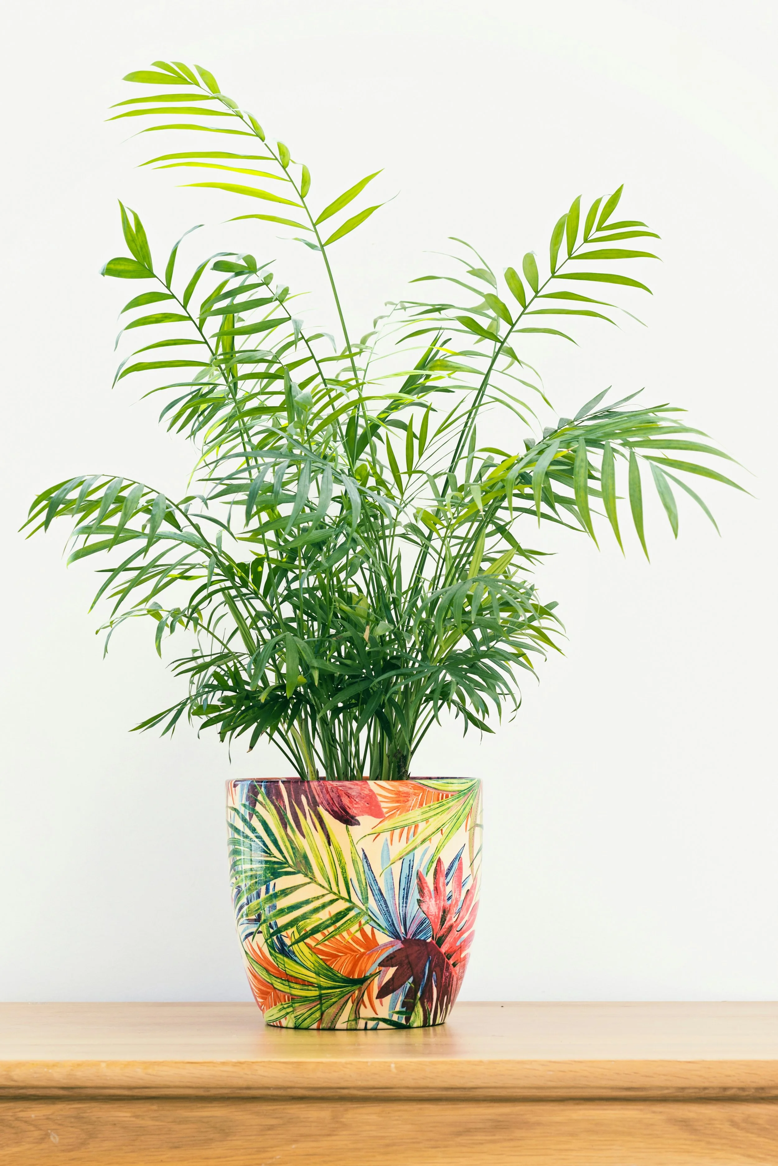 Green houseplant with long, narrow leaves in a colorful, tropical-designed ceramic pot on a wooden shelf against a plain light background.