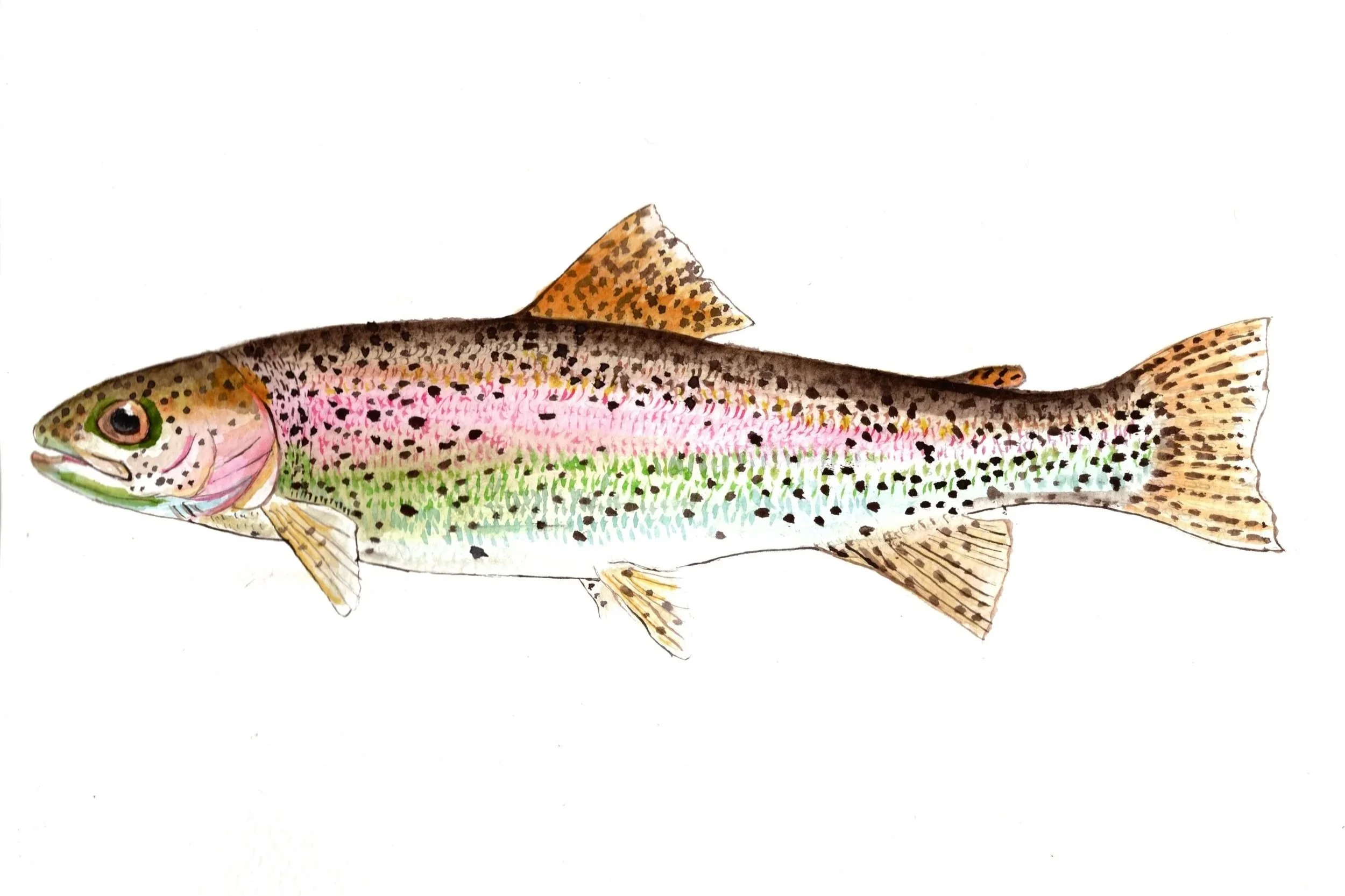 Rainbow Trout Watercolor PRINT
