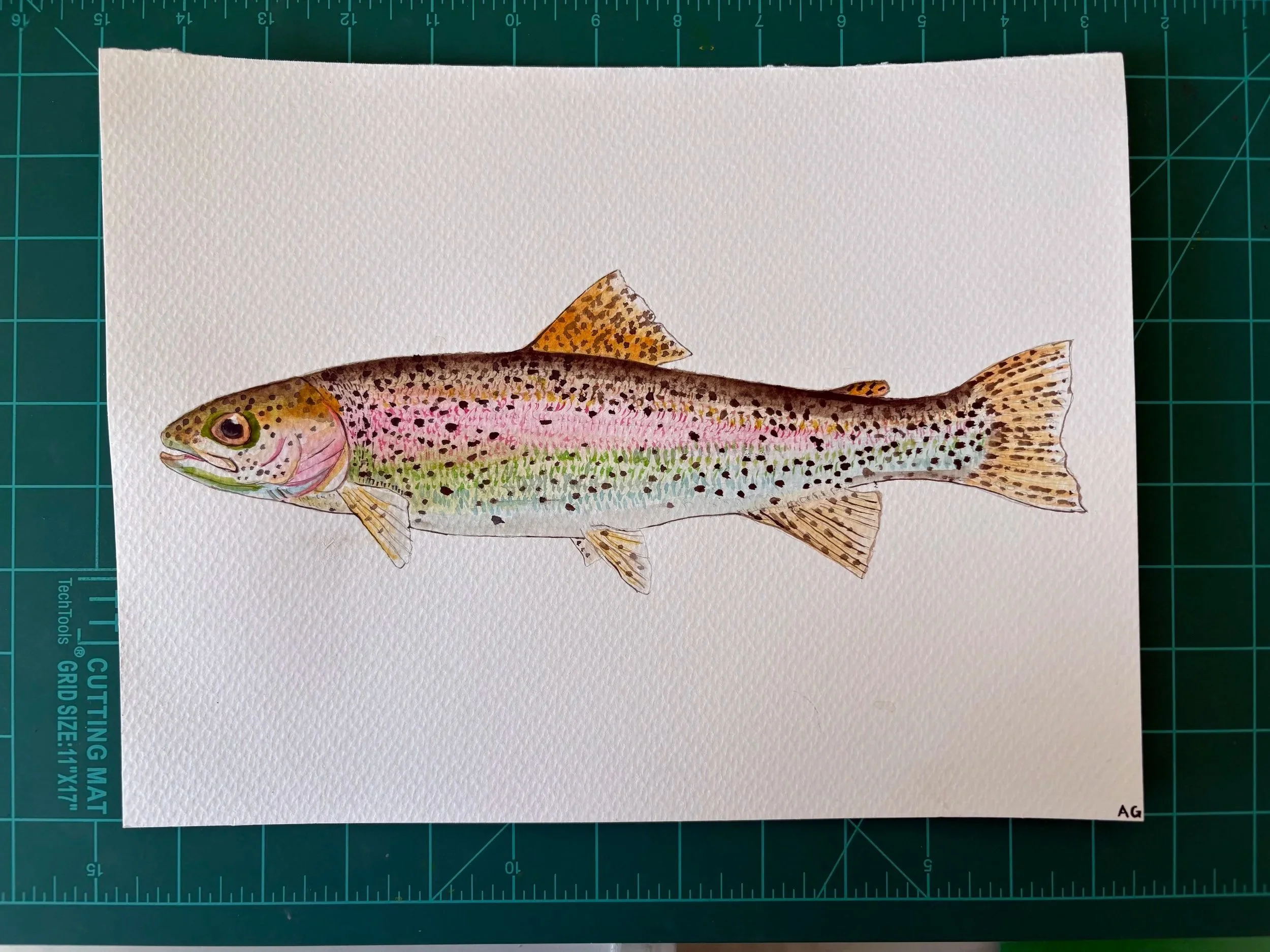 Watercolor Rainbow Trout ORIGINAL