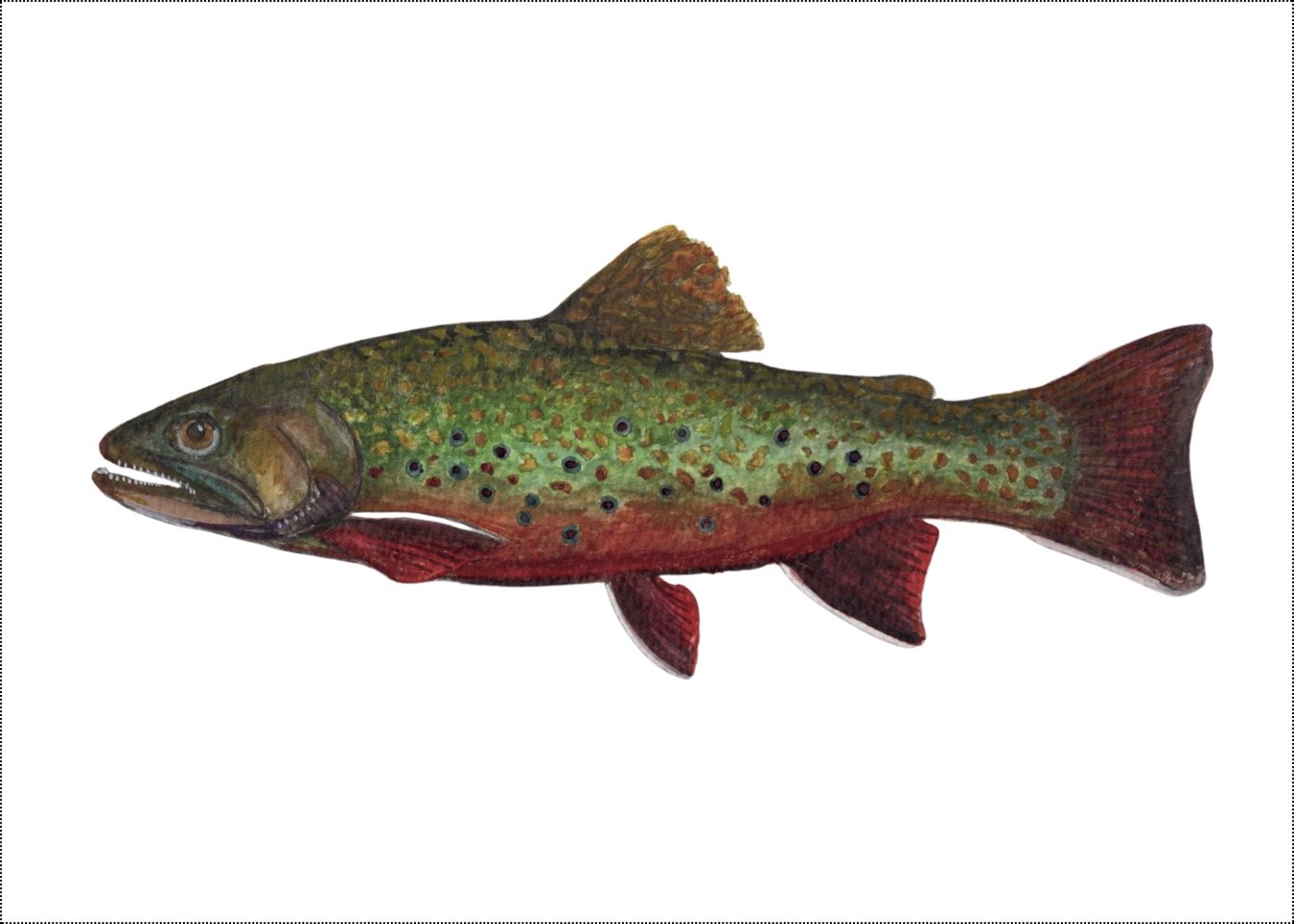 Brook Trout PRINT 5x7 jpeg.jpg