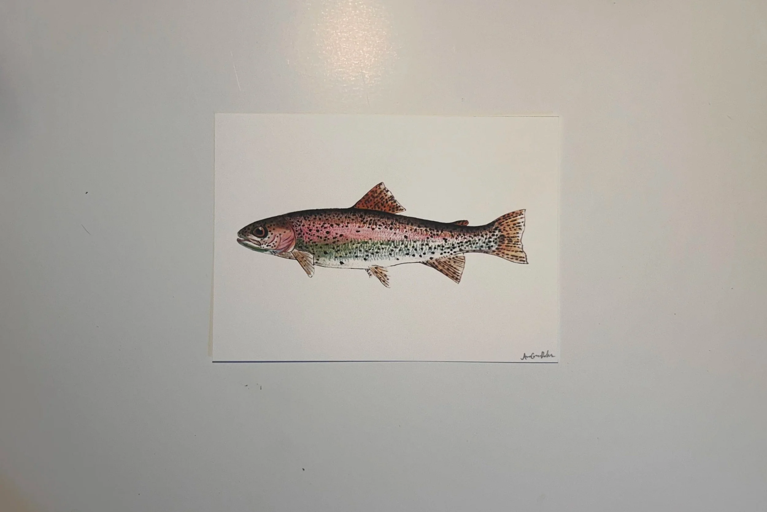 Rainbow Trout Watercolor PRINT