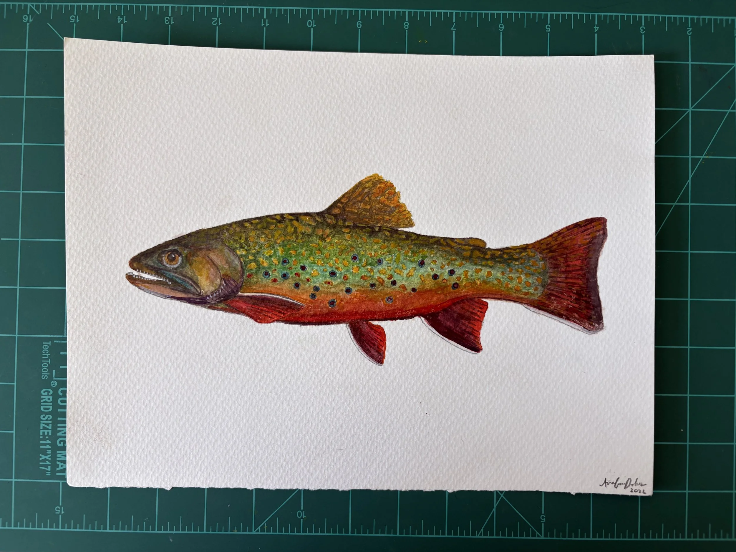 Watercolor Brook Trout ORIGINAL