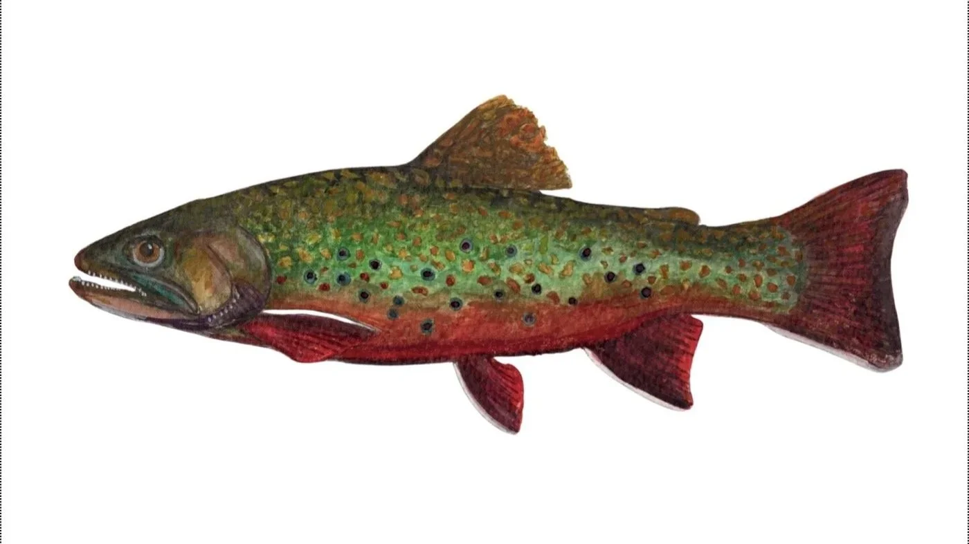 Brook+Trout+PRINT+5x7+jpeg.jpg