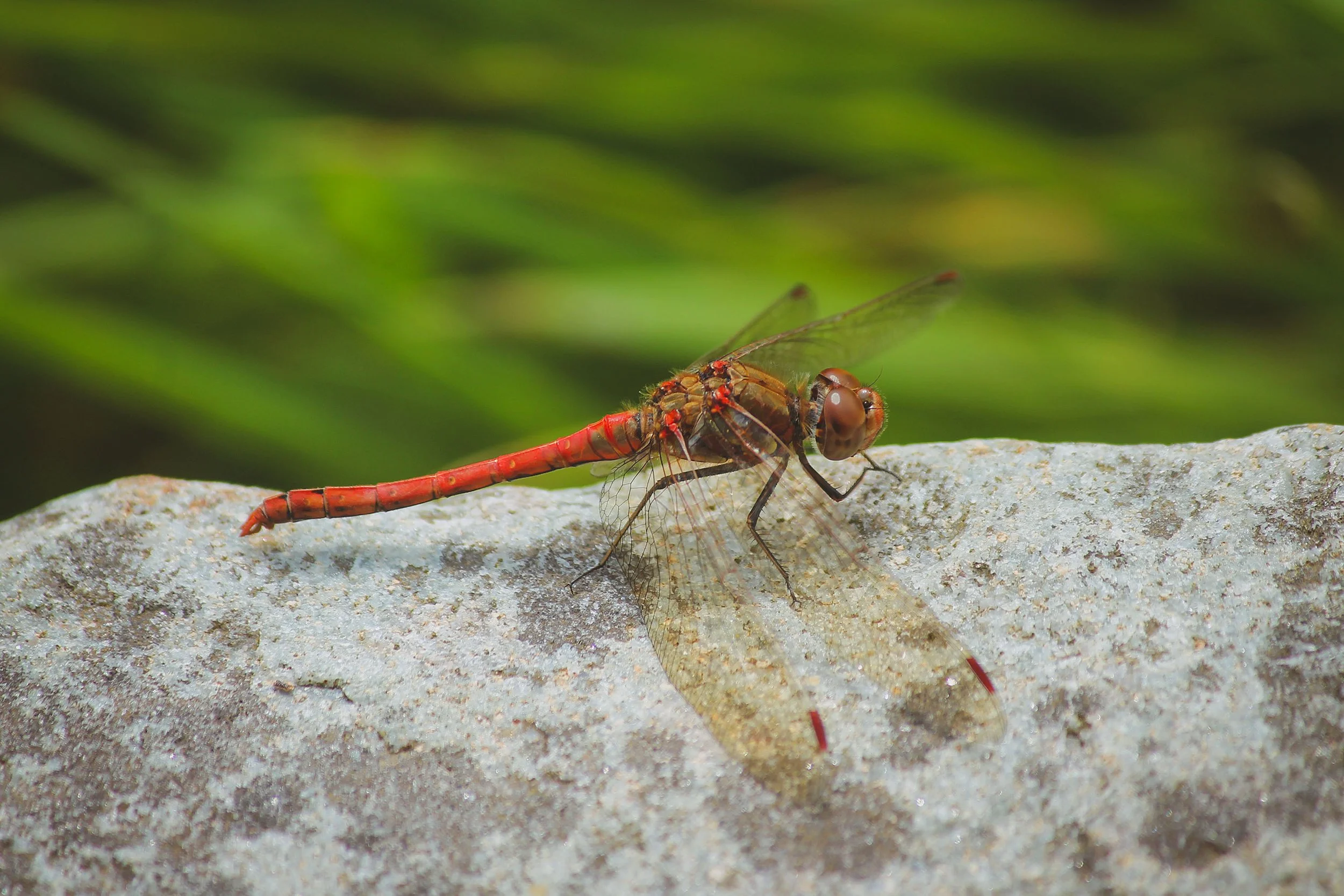 Wildlife at Hen Ffermdy Escape to Pembrokeshire B&B