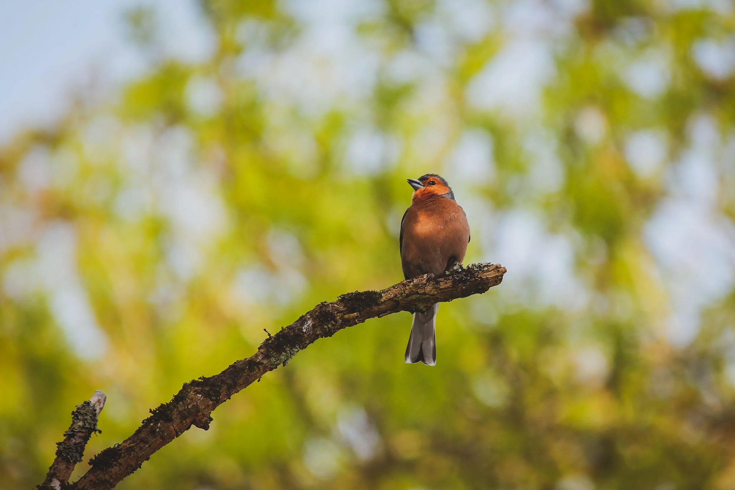 Wildlife at Hen Ffermdy Escape to Pembrokeshire B&B
