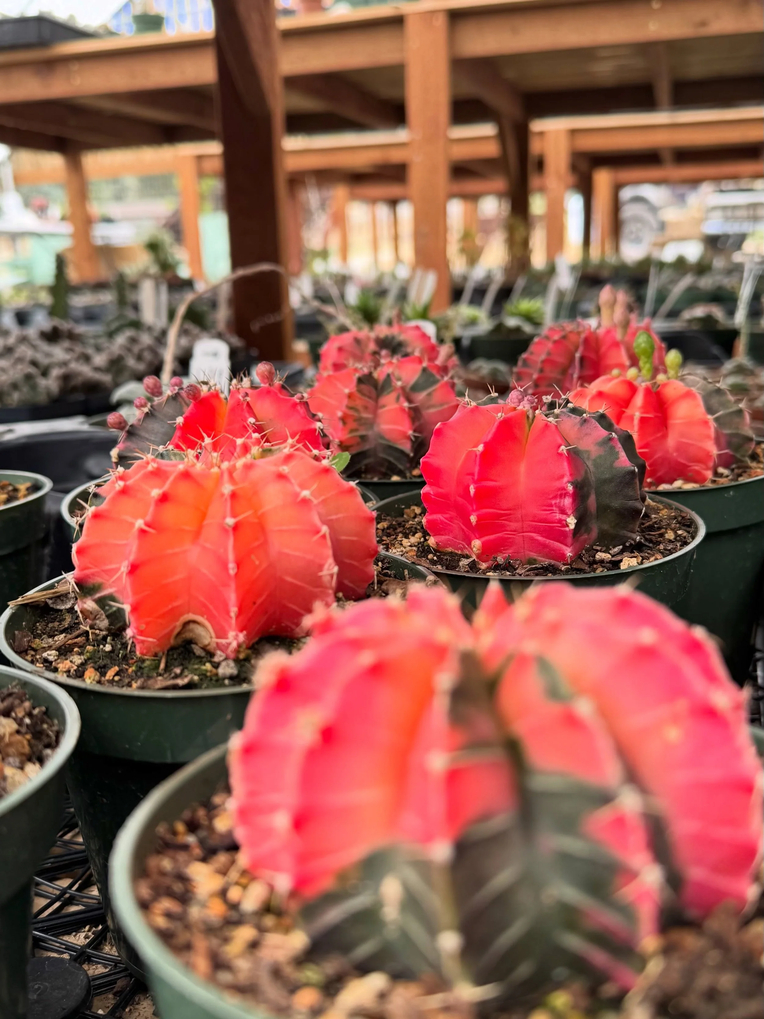 Greenhouse things✨🌵 #vividroot
