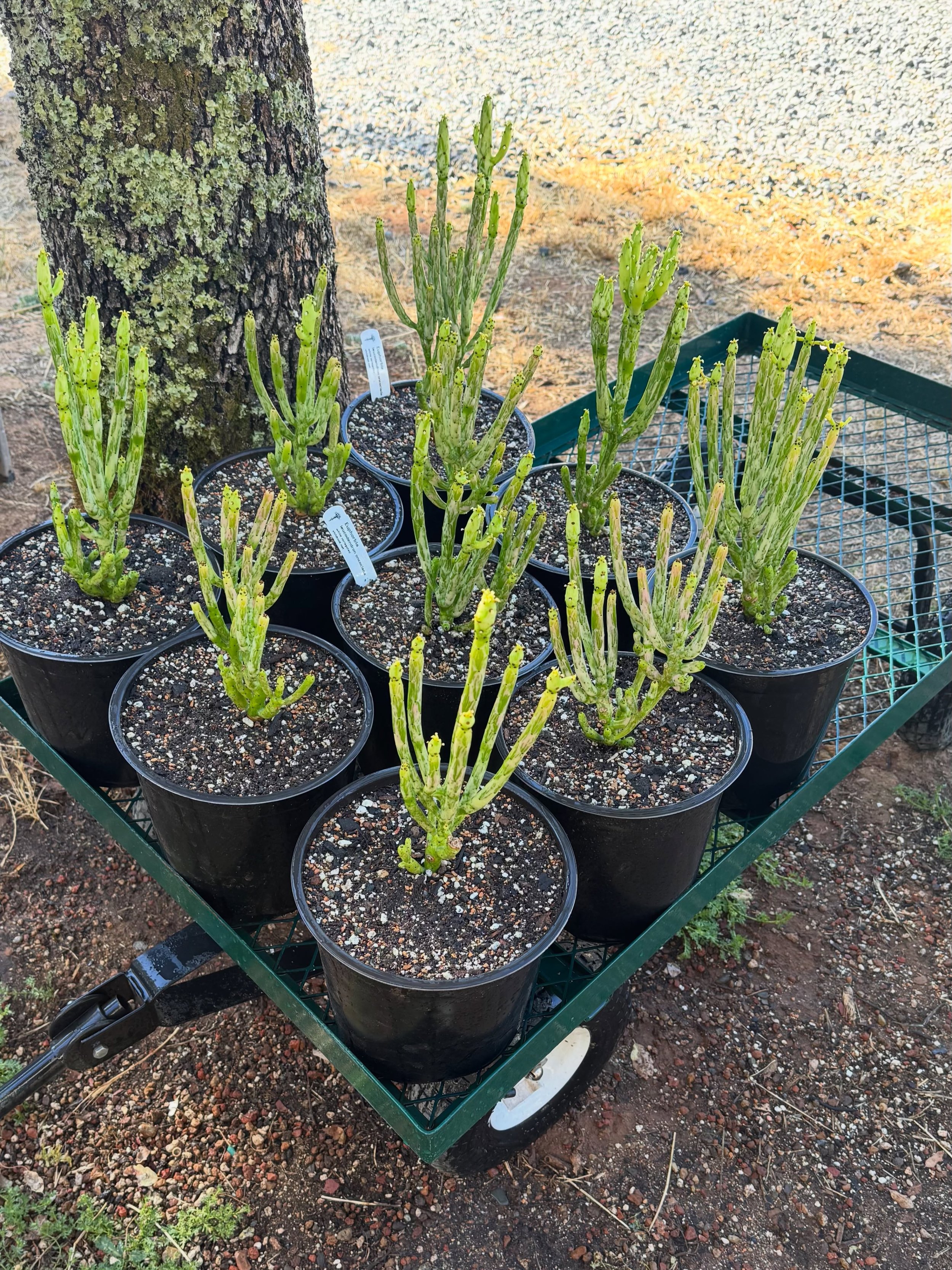 Much needed soil refresh and size-up for these Euphorbias. They&rsquo;ll be so much more happy now!🌵💚 #vividroot #euphorbia #raresucculents