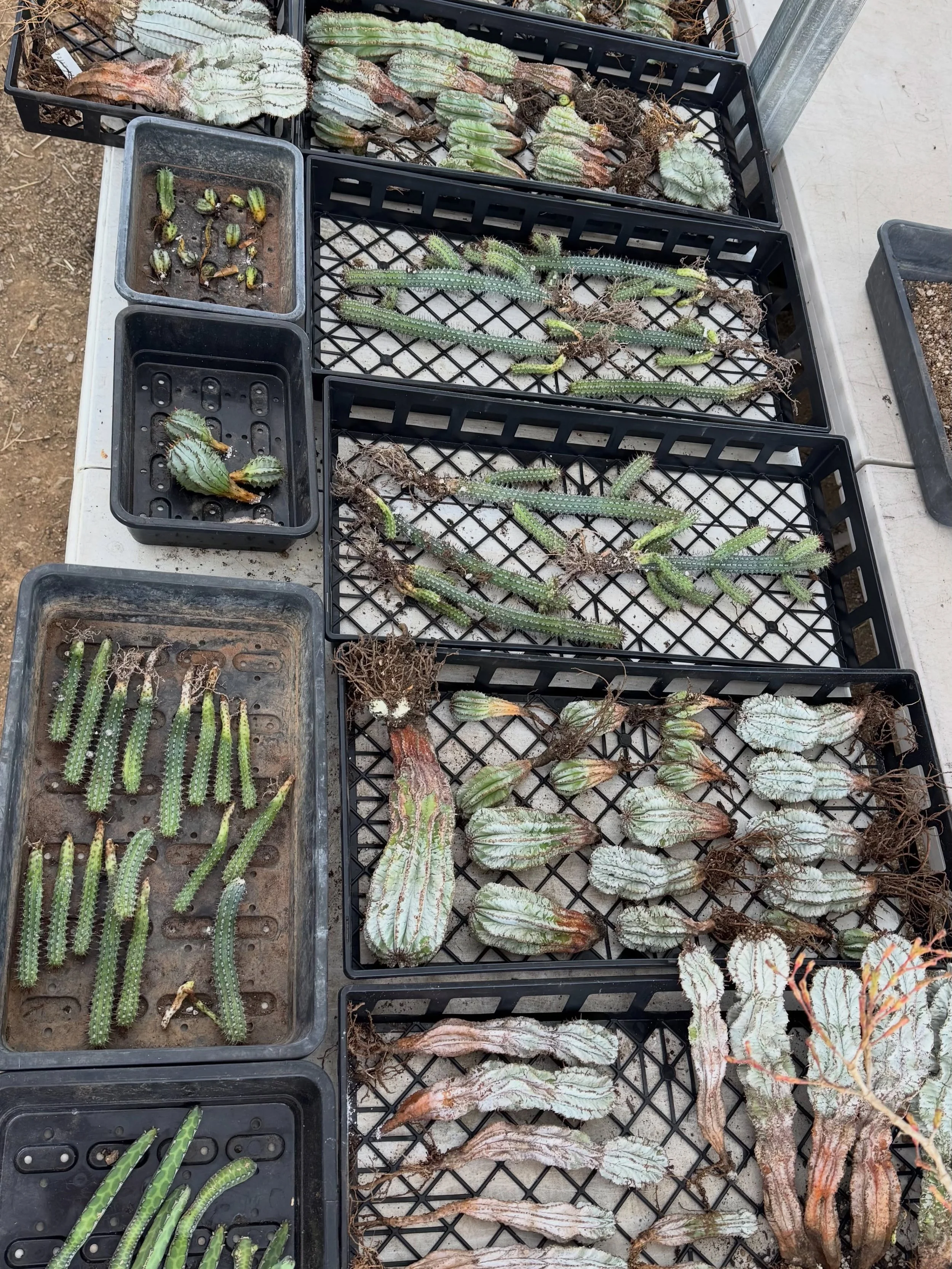 Euphorbia propagation time!💚🌵