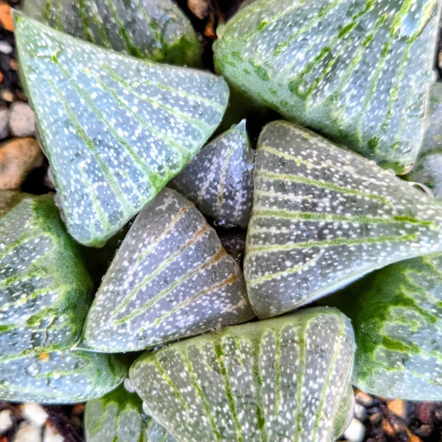 A little preview of the straight species Haworthias I'm bringing to Palmstreet on Thursday 9/3/26 at 2:30p PT. They arrived well rooted, and they are beautiful!! Hope to see you on the stream! Link in bio 💚