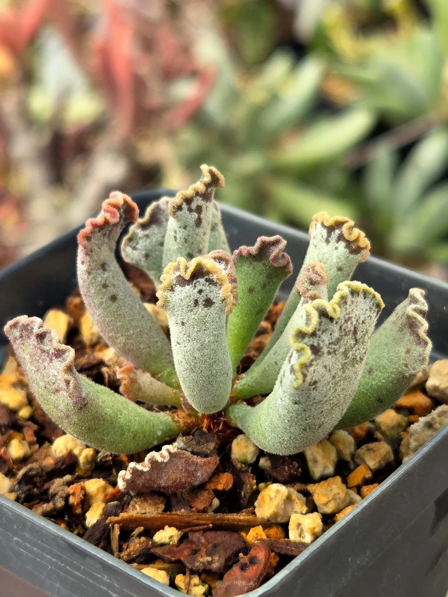 My favorite plants of the day! Some are for sale, some are still growing out. 
#raresucculents 
#adromischus 
#conophytum 
#shopsmall