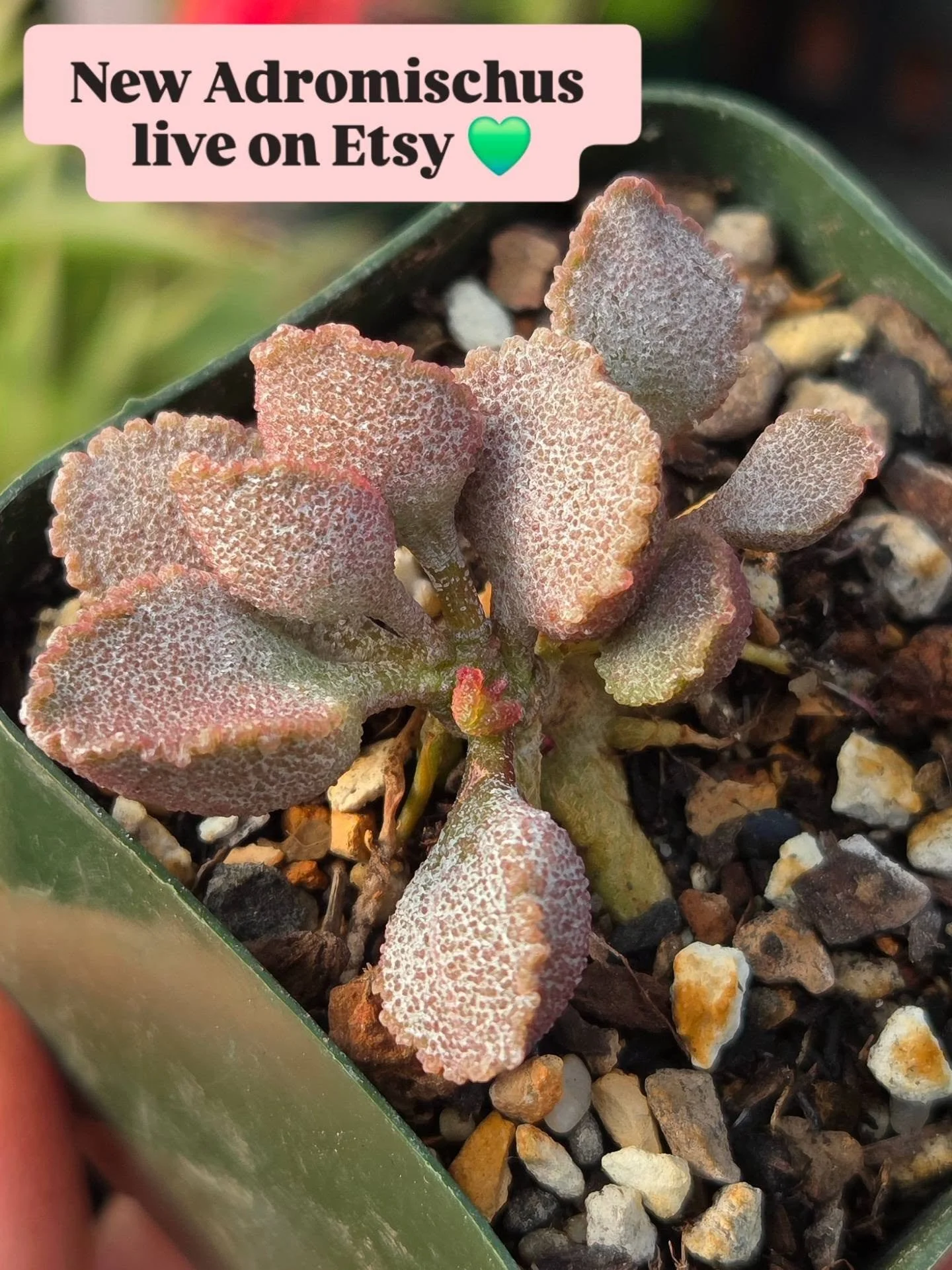 We just posted a bunch of new Adromischus on Etsy!

#raresucculents #succulentlove #shopsmall