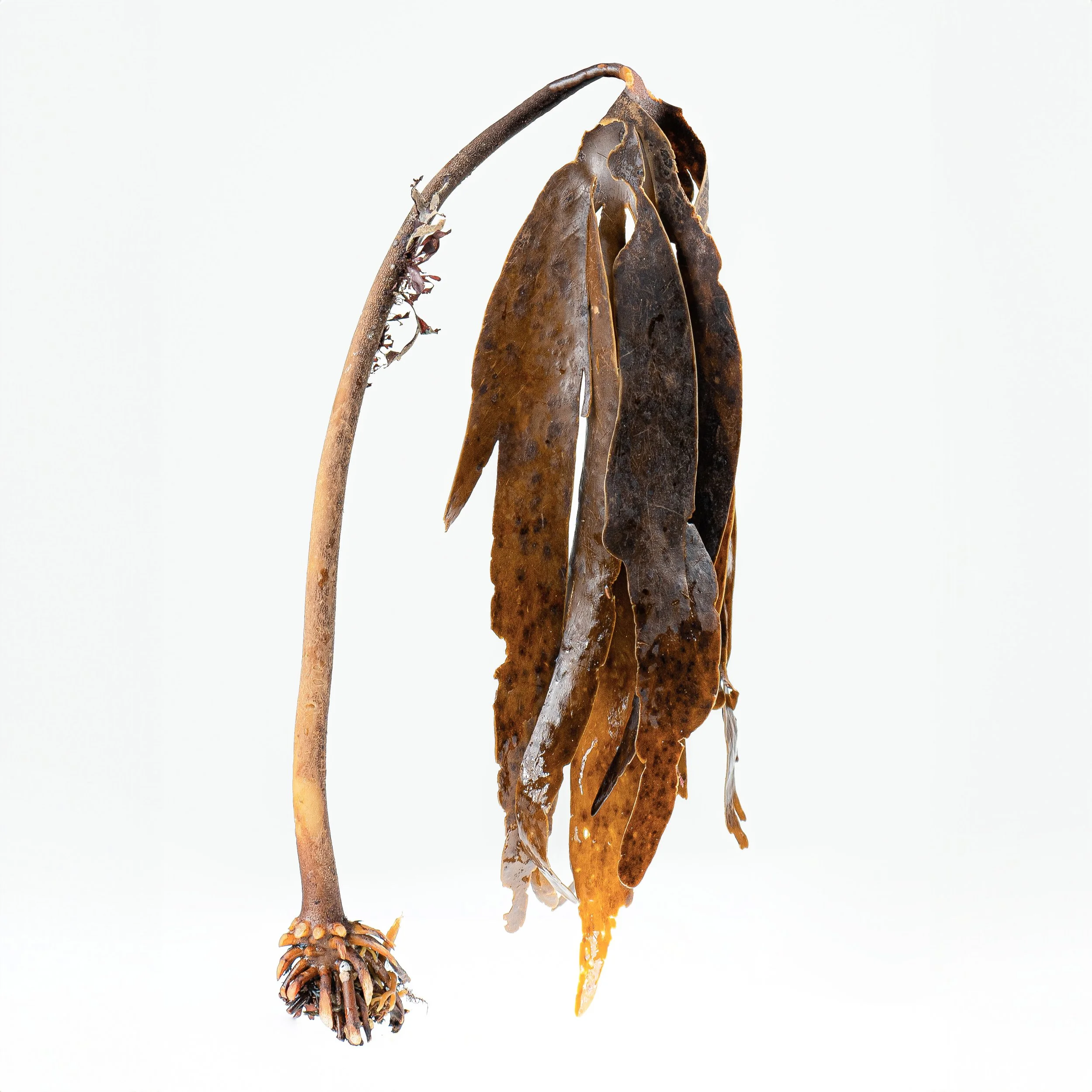 kelp03510-colour-square.jpg