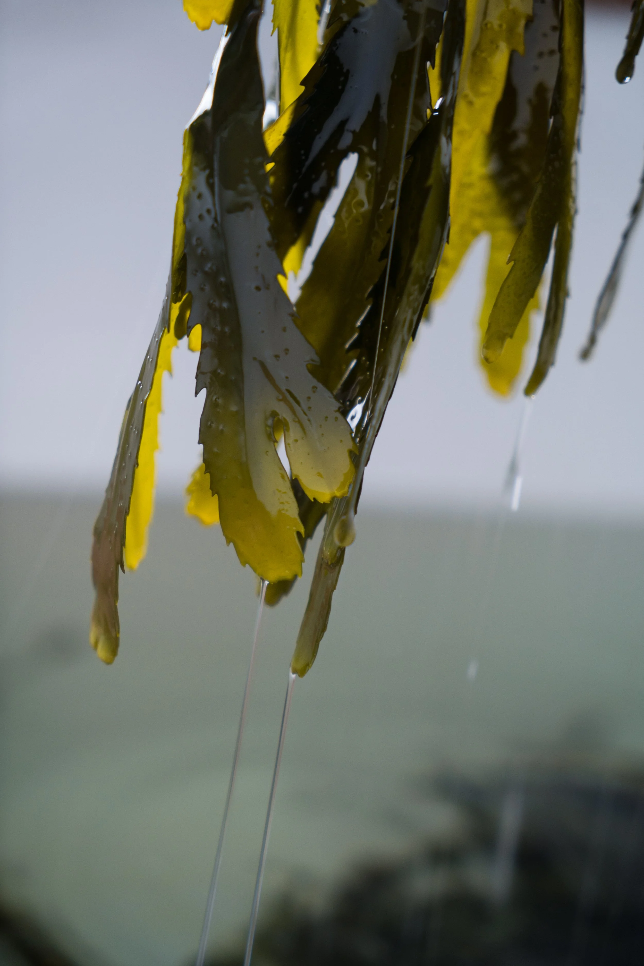 Copy of seaweedbath100006(1).jpg