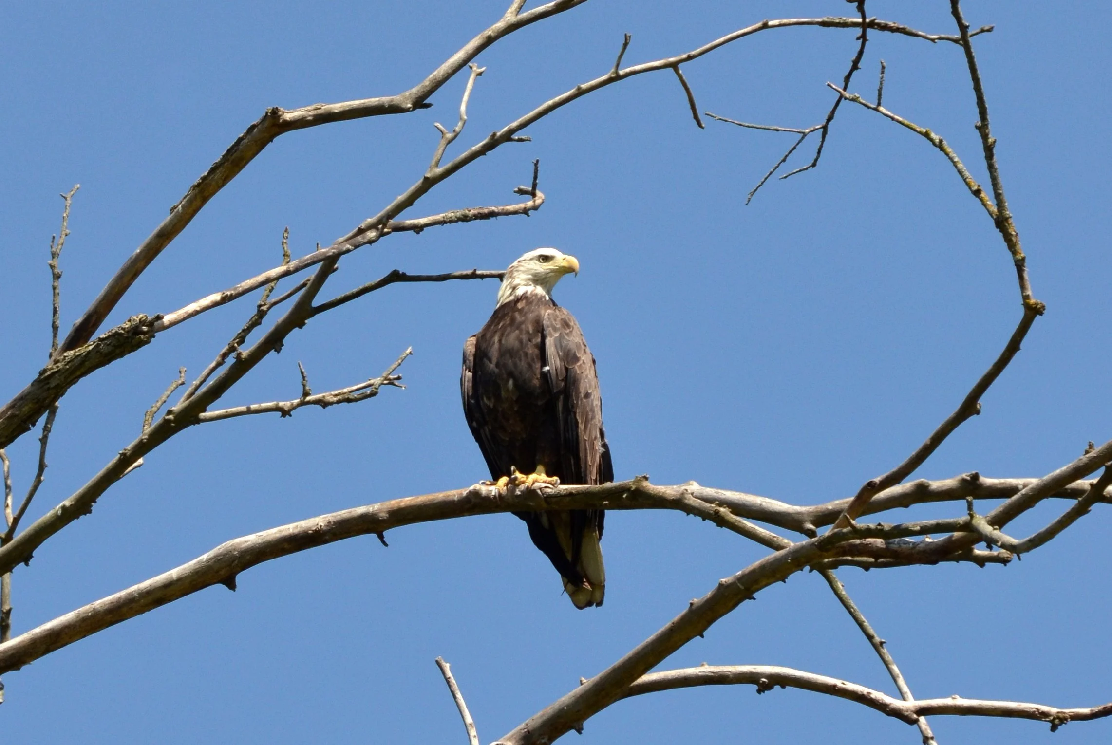 Eagle in tree