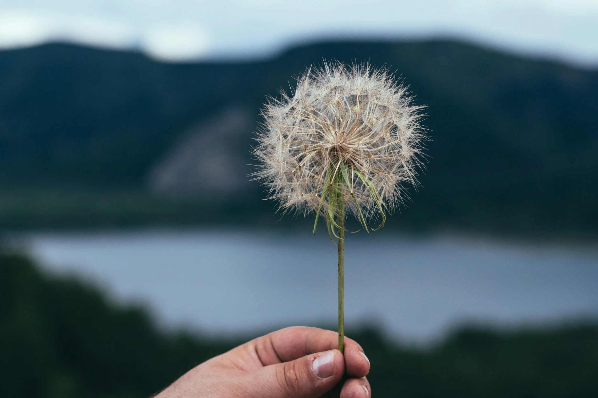 hand holding a dandelion flower with a lake and mountain background
